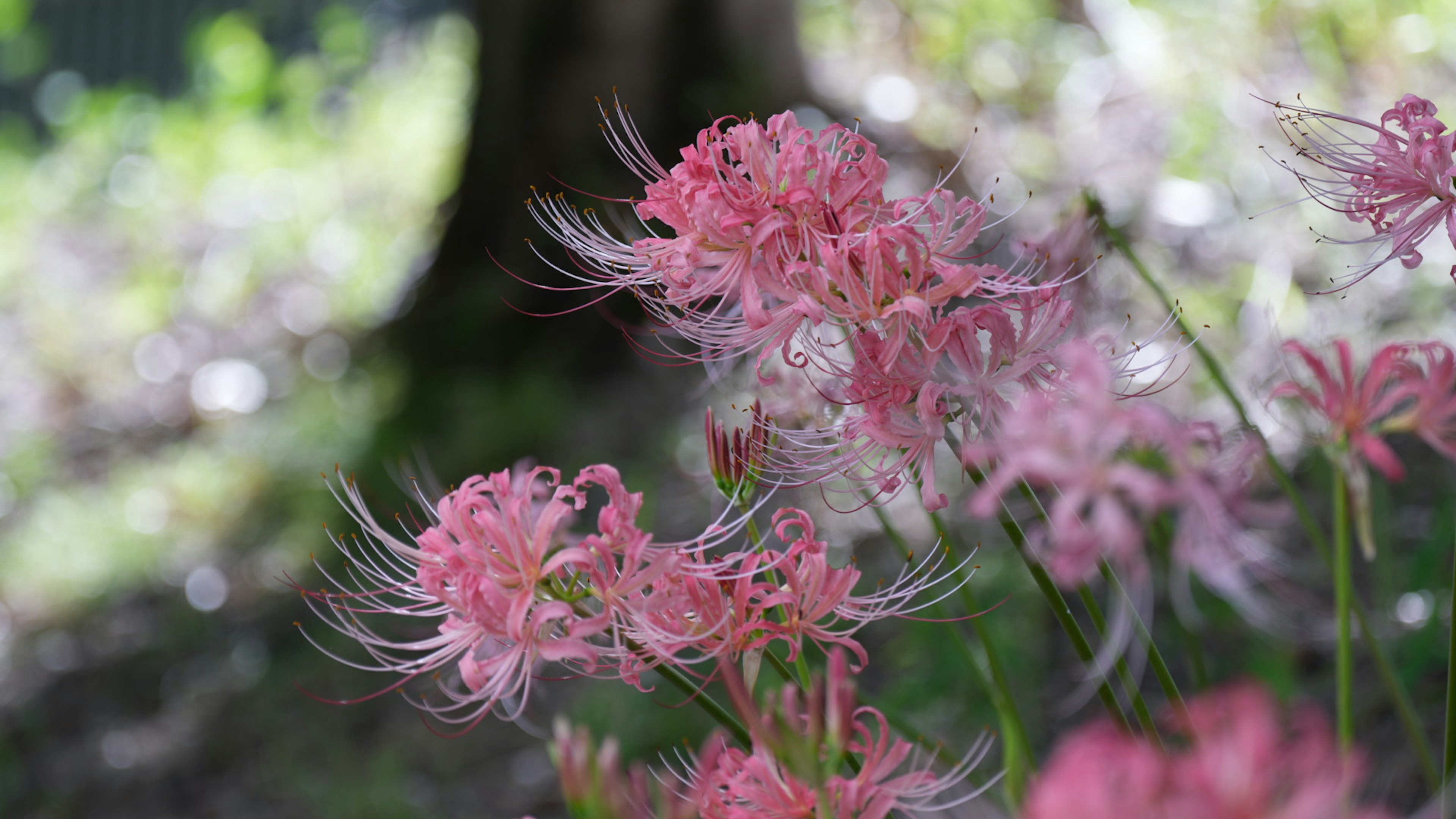 Delicate pink flowers with long petals against a green background