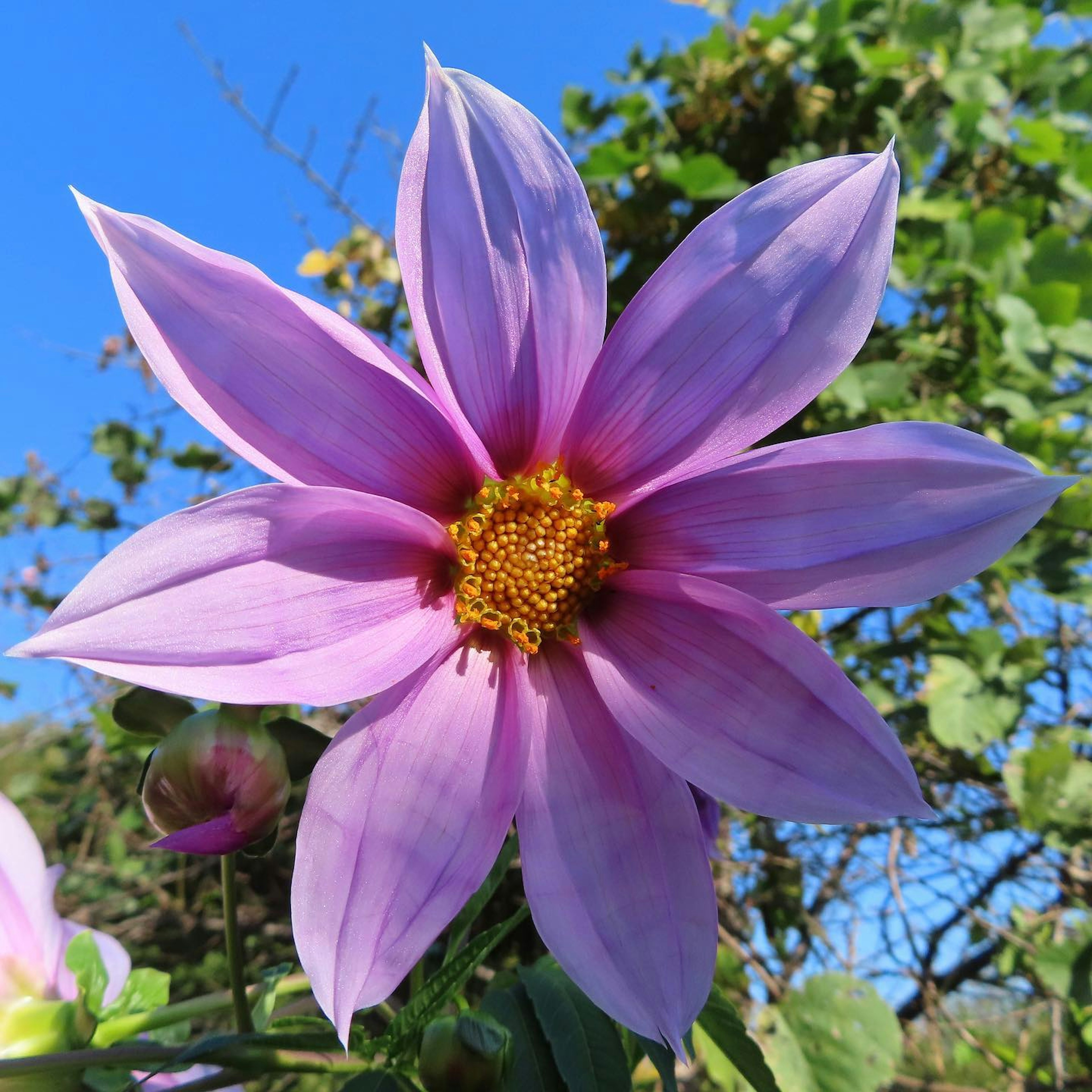 A vibrant pink flower blooming under a blue sky