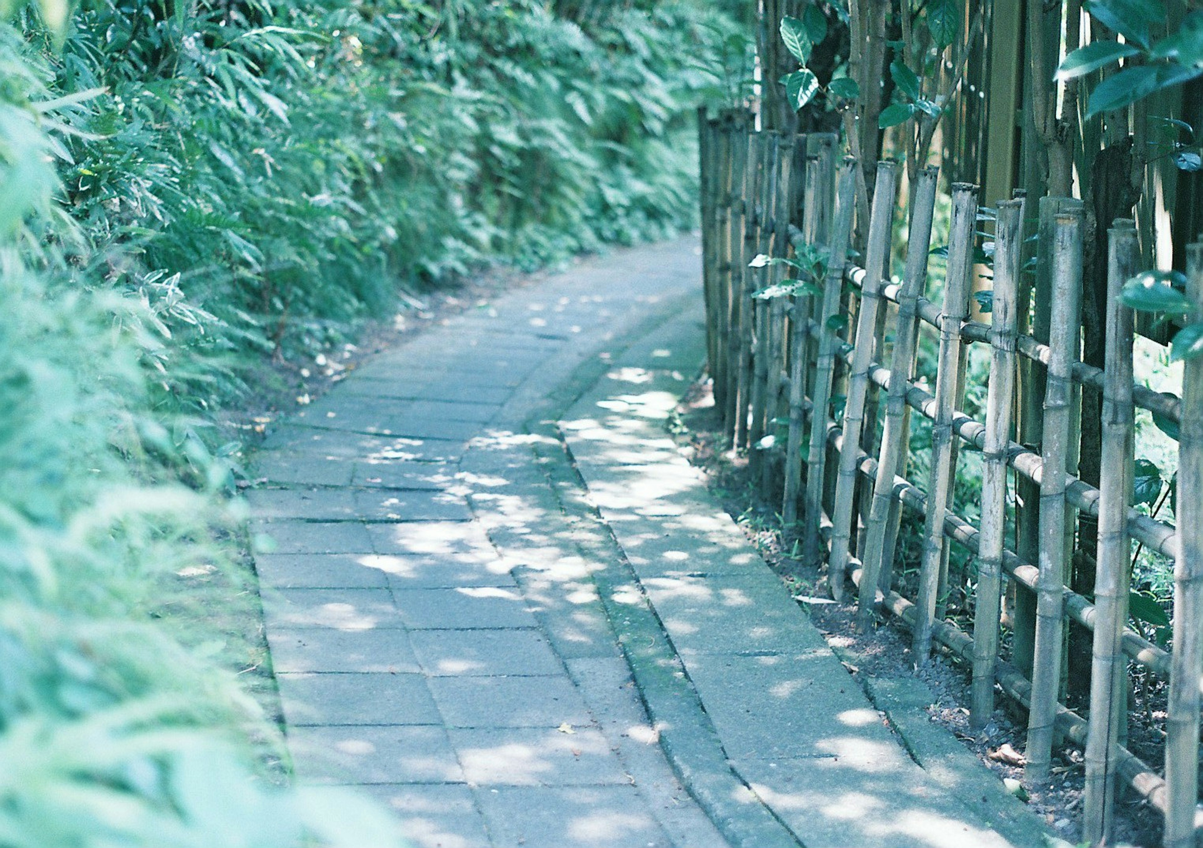 Curved pathway surrounded by greenery and bamboo fence