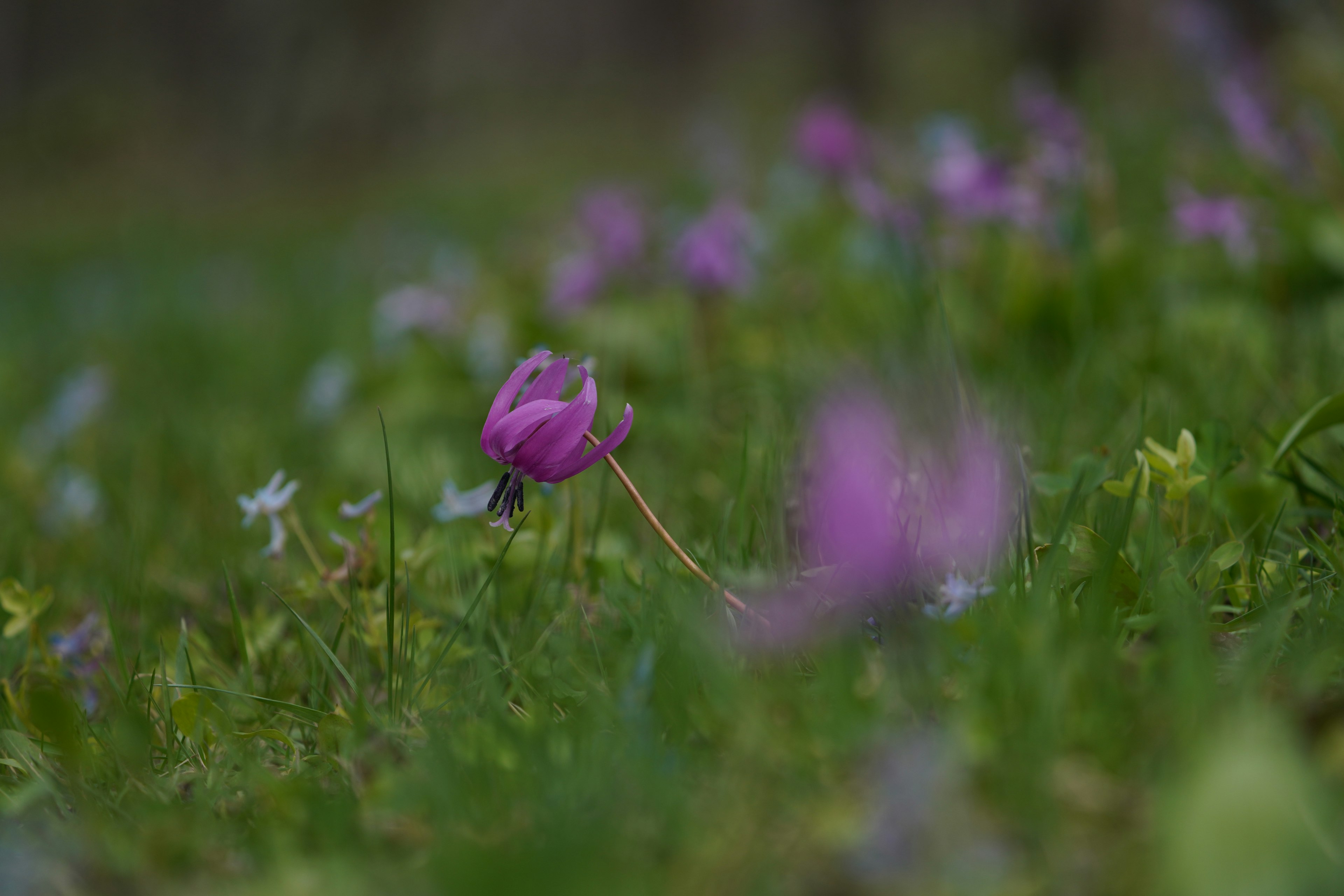 Lila Blumen blühen in einem grasigen Feld mit grünen Blättern