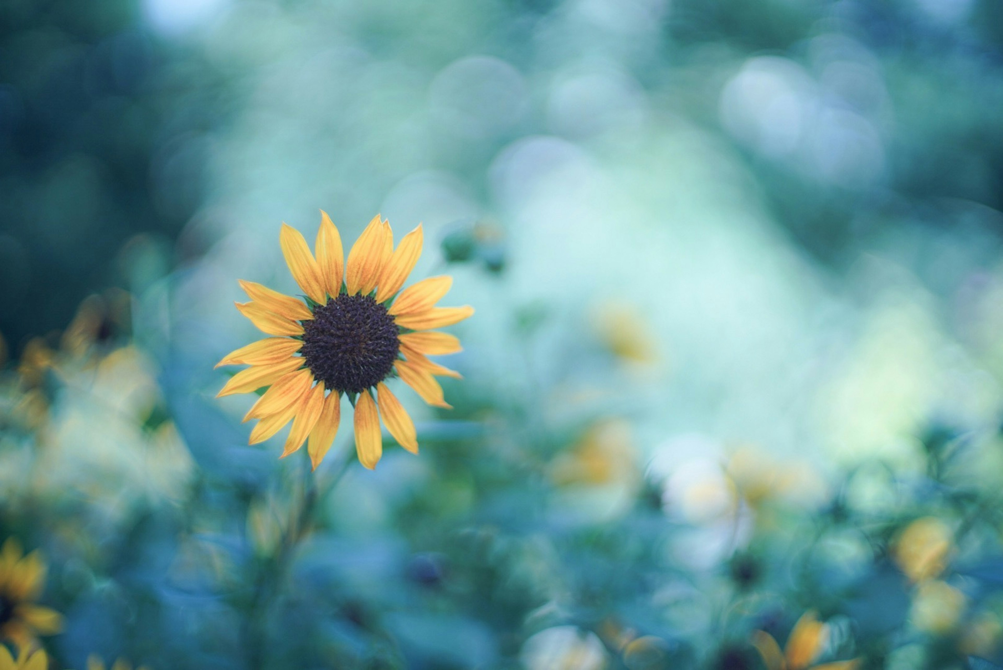 Eine helle Sonnenblume, die sich vor einem blauen Hintergrund abhebt