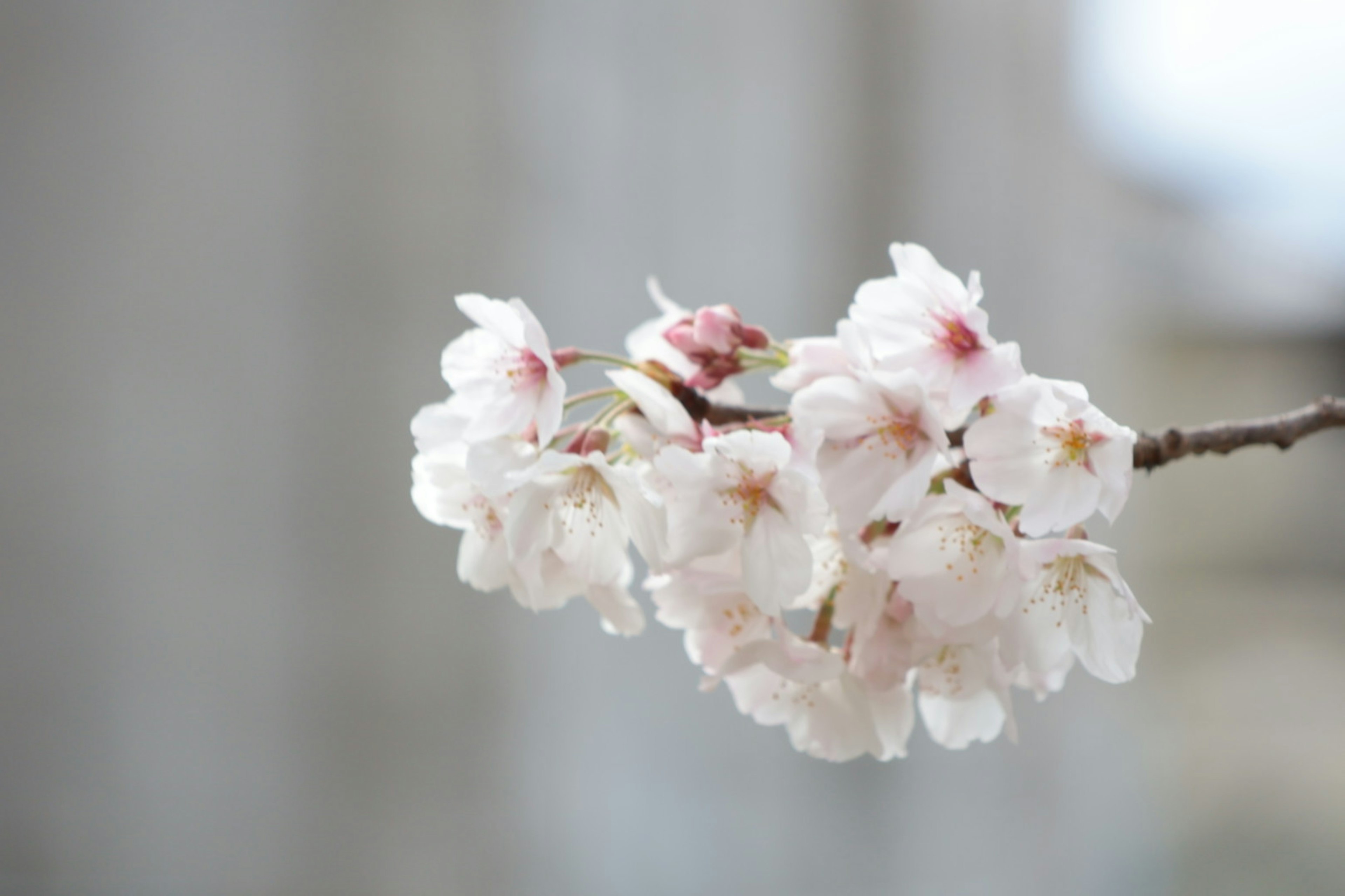 桜の花のクローズアップ薄いピンクの花びらと白い花弁