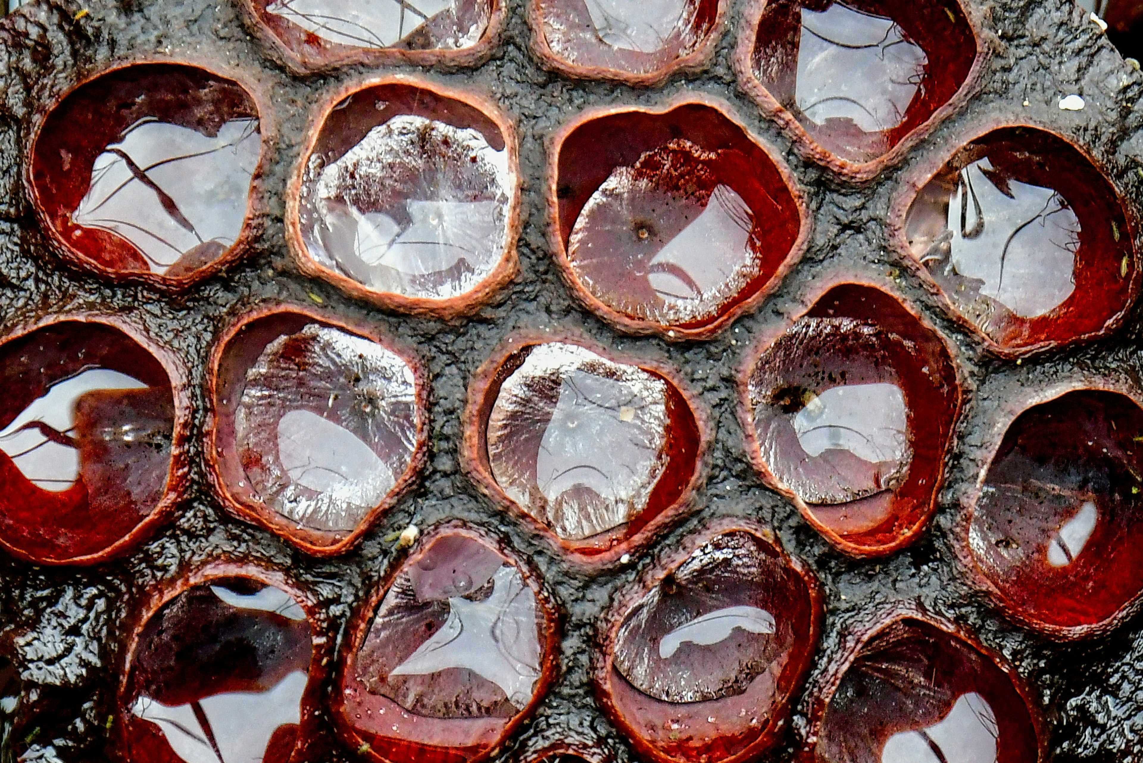 A close-up view of glossy red fruit slices arranged in a pattern