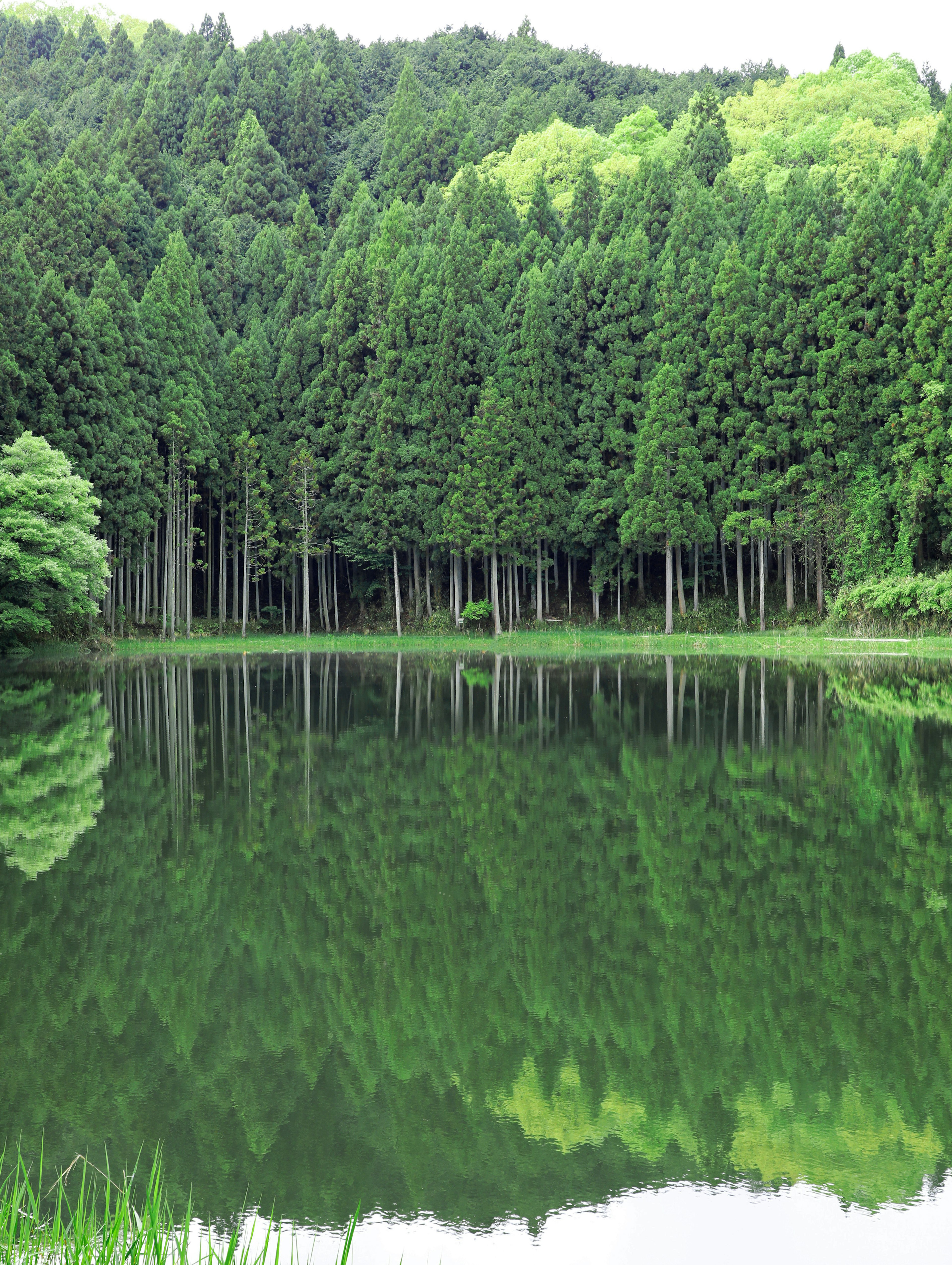 Lush green forest reflected in a tranquil lake