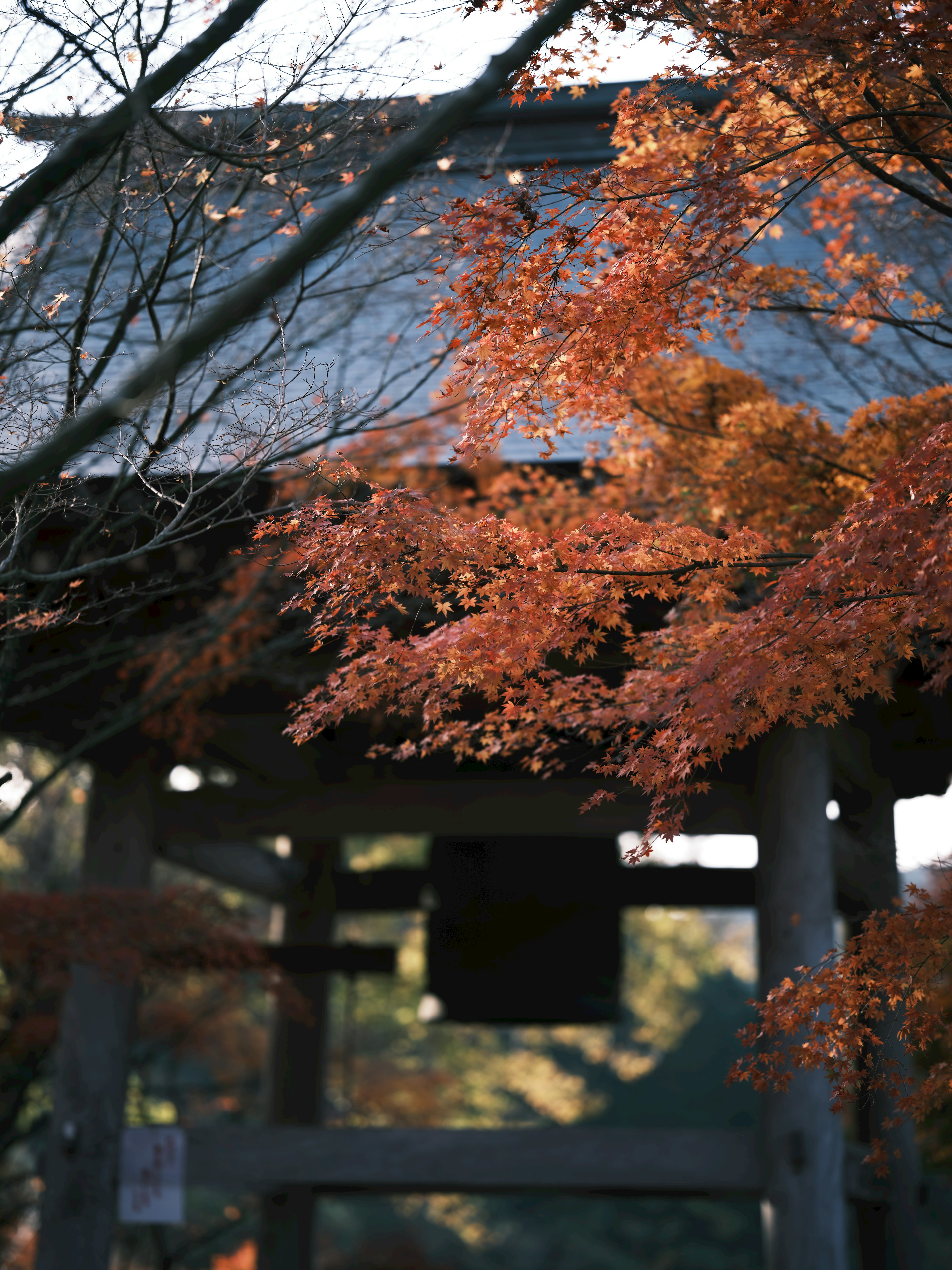 Bell tower surrounded by autumn foliage