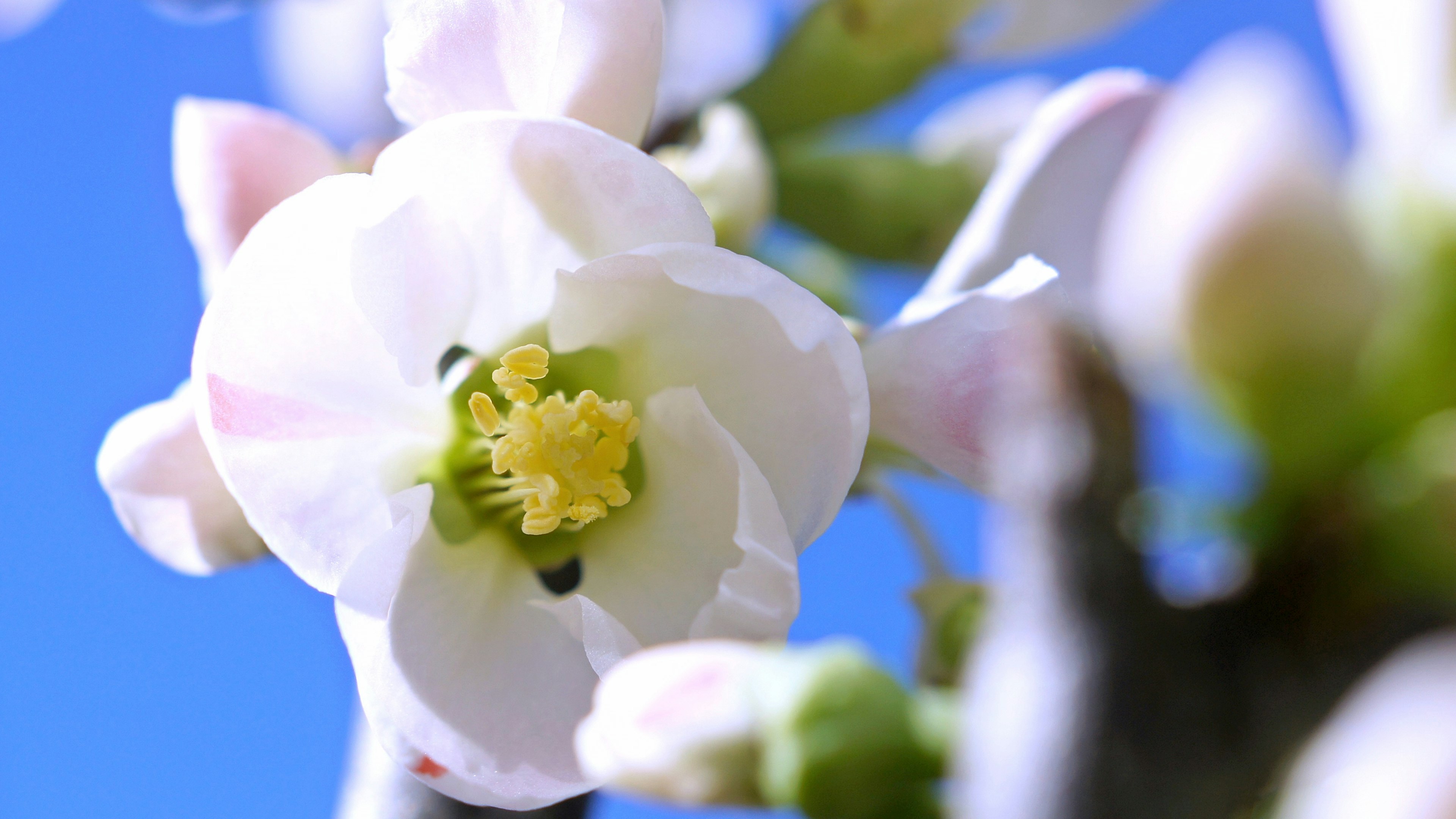 Nahaufnahme einer weißen Blume vor blauem Himmel