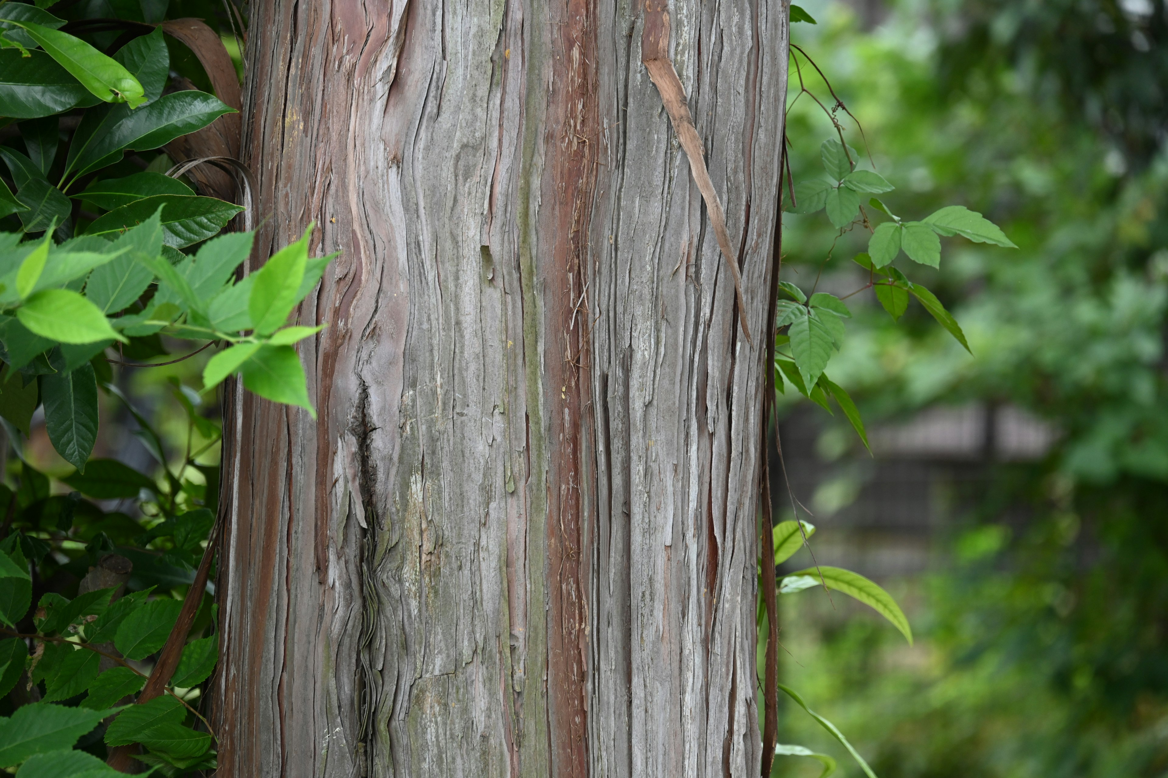 Close-up of a tree trunk with green leaves in the background