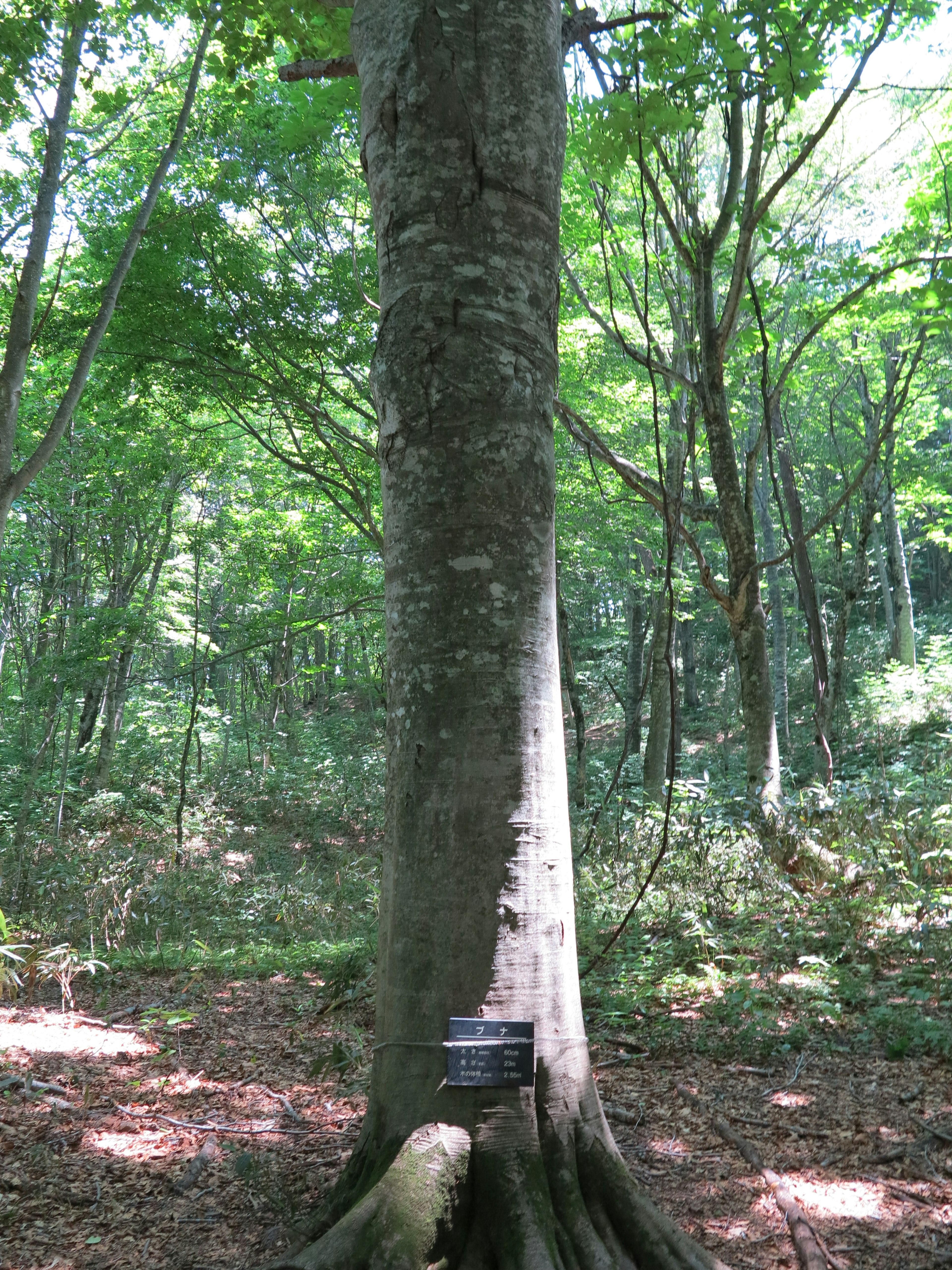 Un grande albero in una foresta verdeggiante con un cartello alla sua base