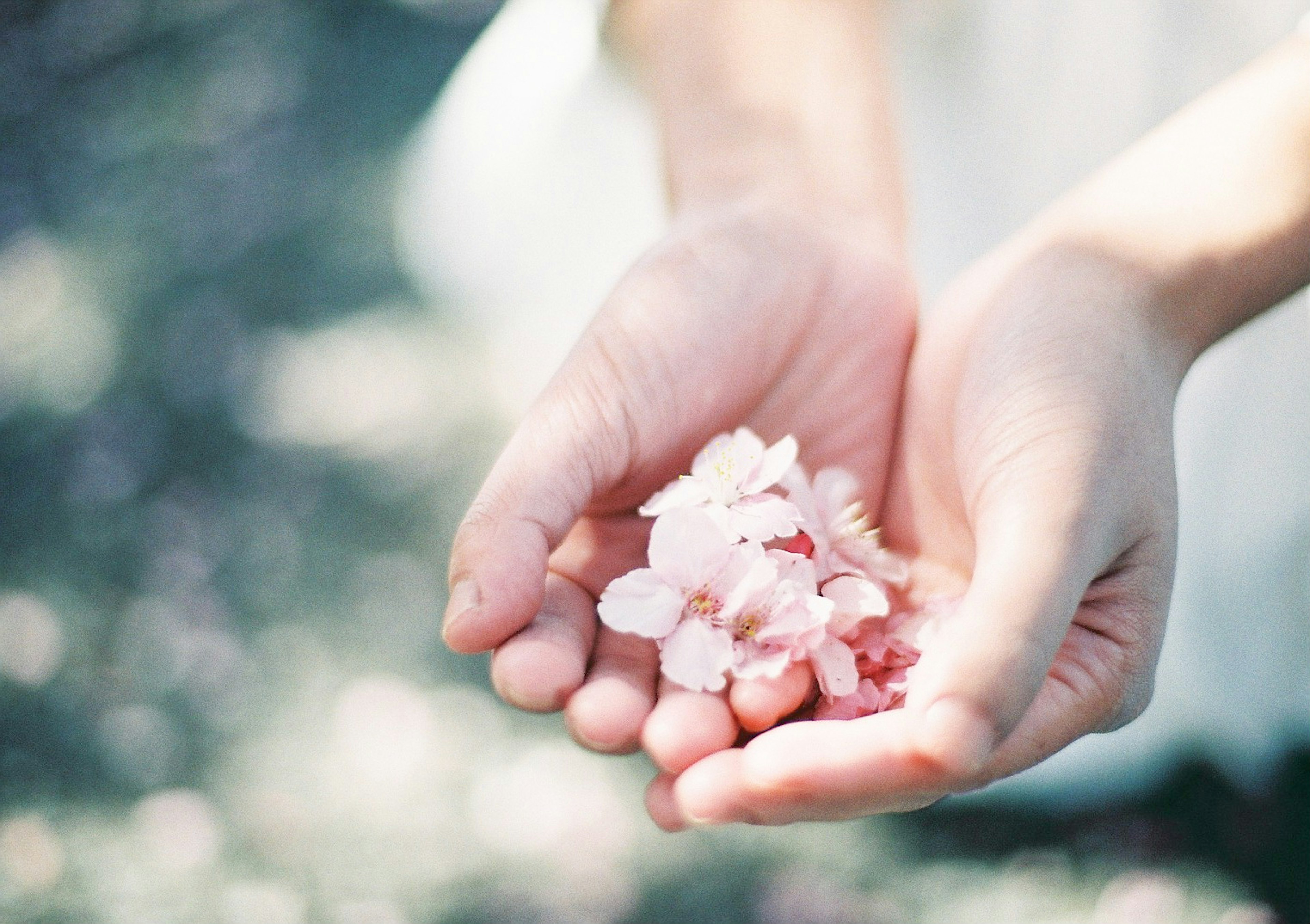 手のひらに花びらを持つ女性の手