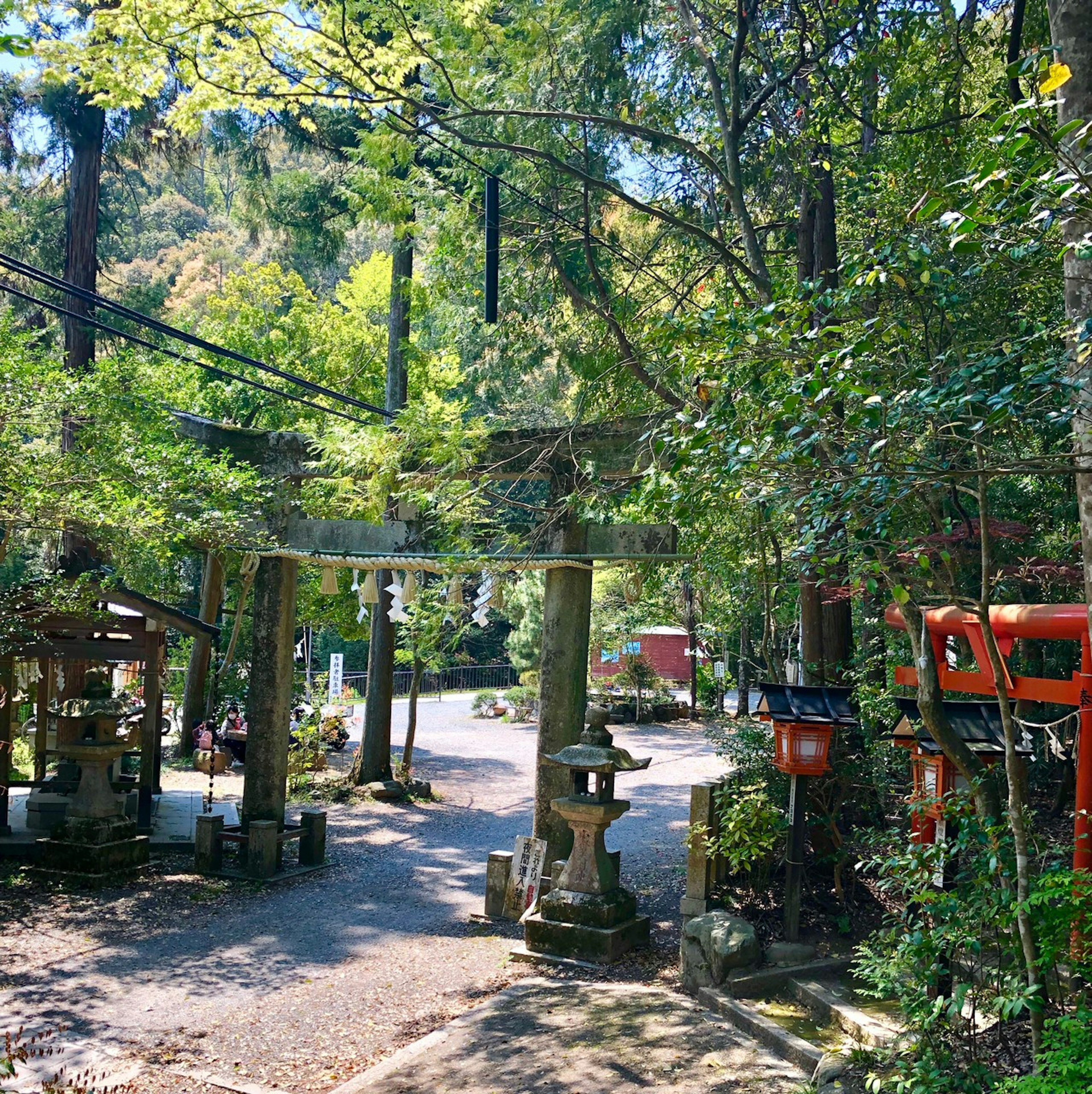 Sentier avec un torii et des lanternes en pierre dans une forêt verdoyante