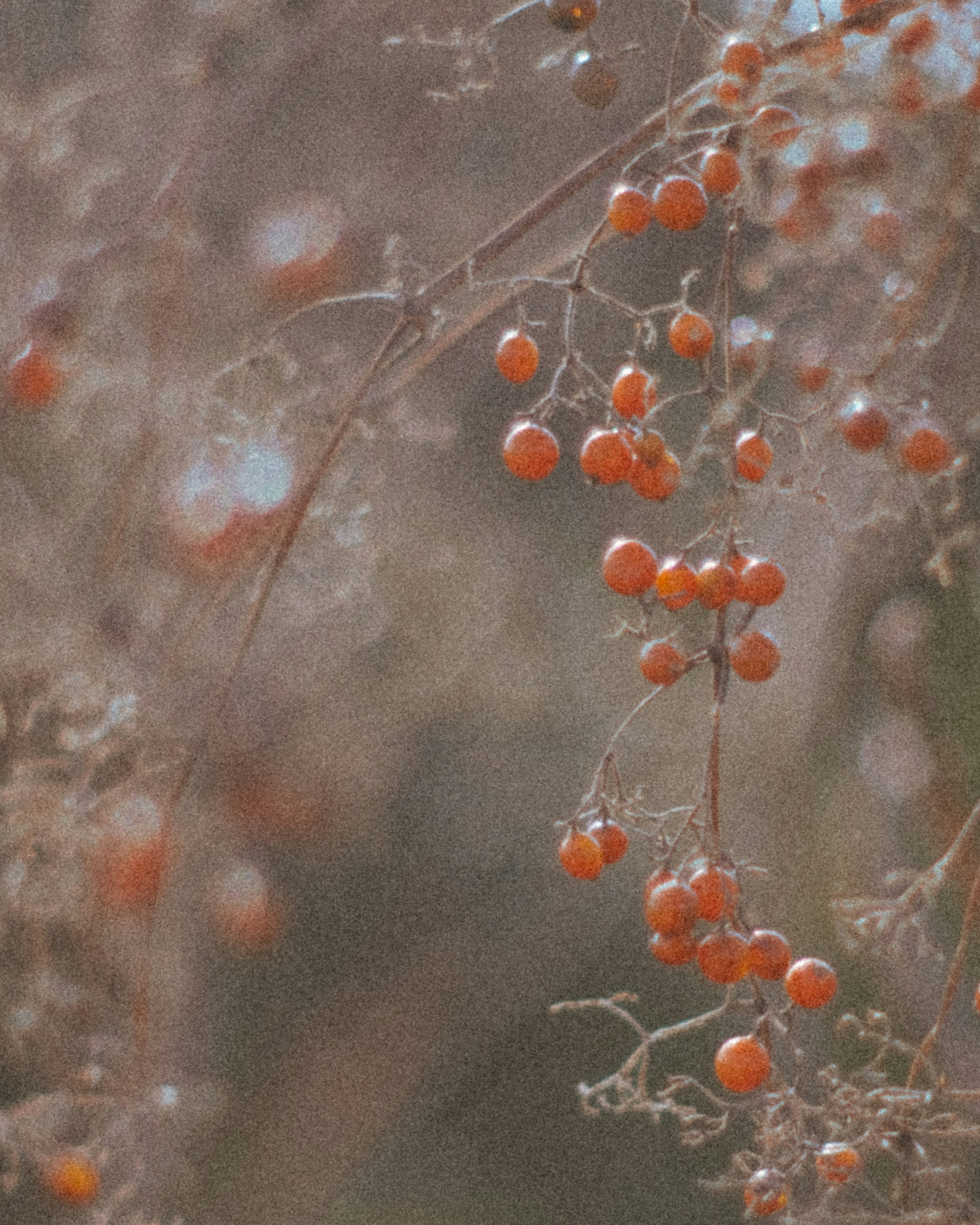 Nahaufnahme von dünnen Zweigen mit kleinen orangen Beeren