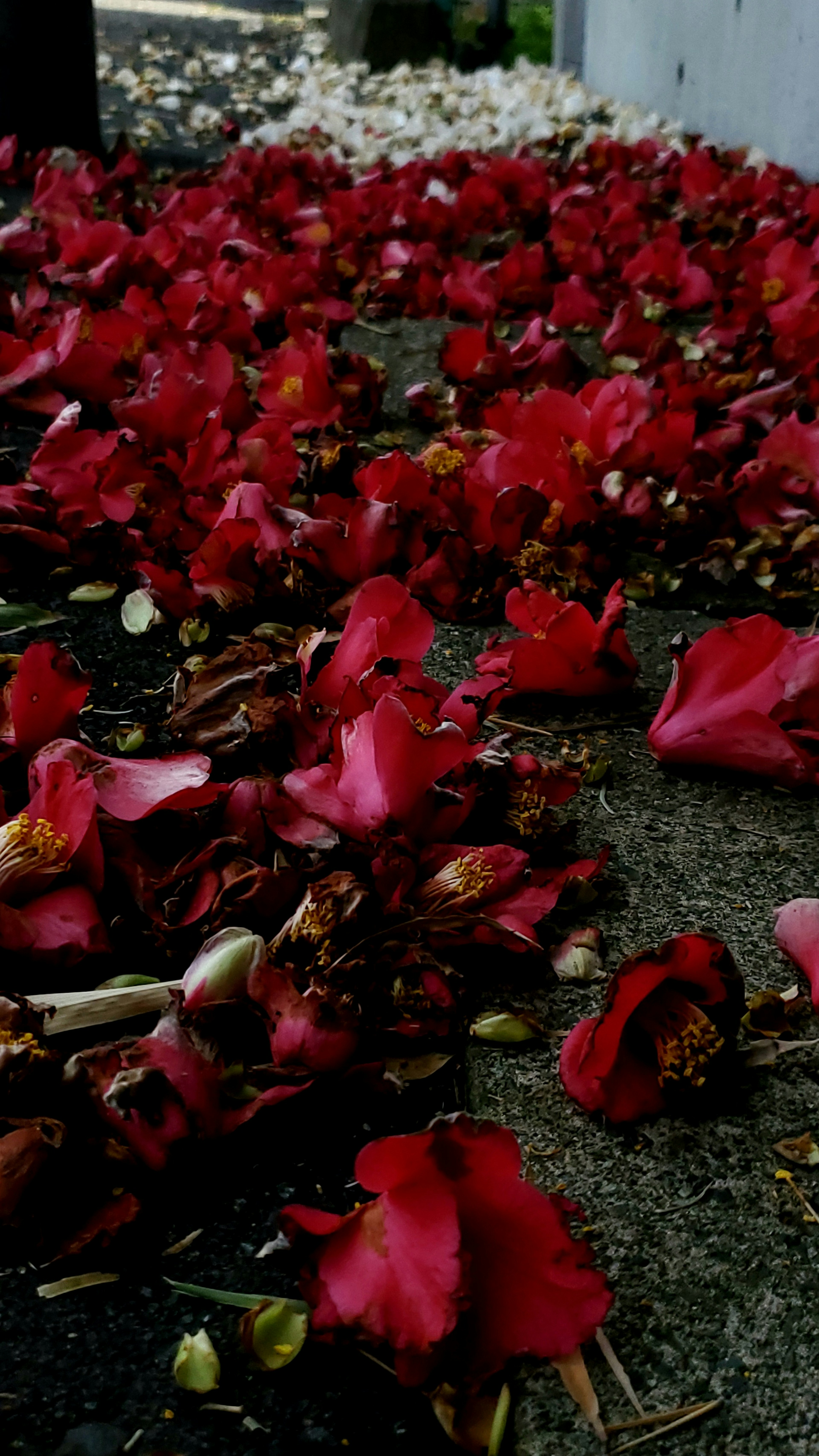 Pétales de fleurs rouges éparpillés sur le sol