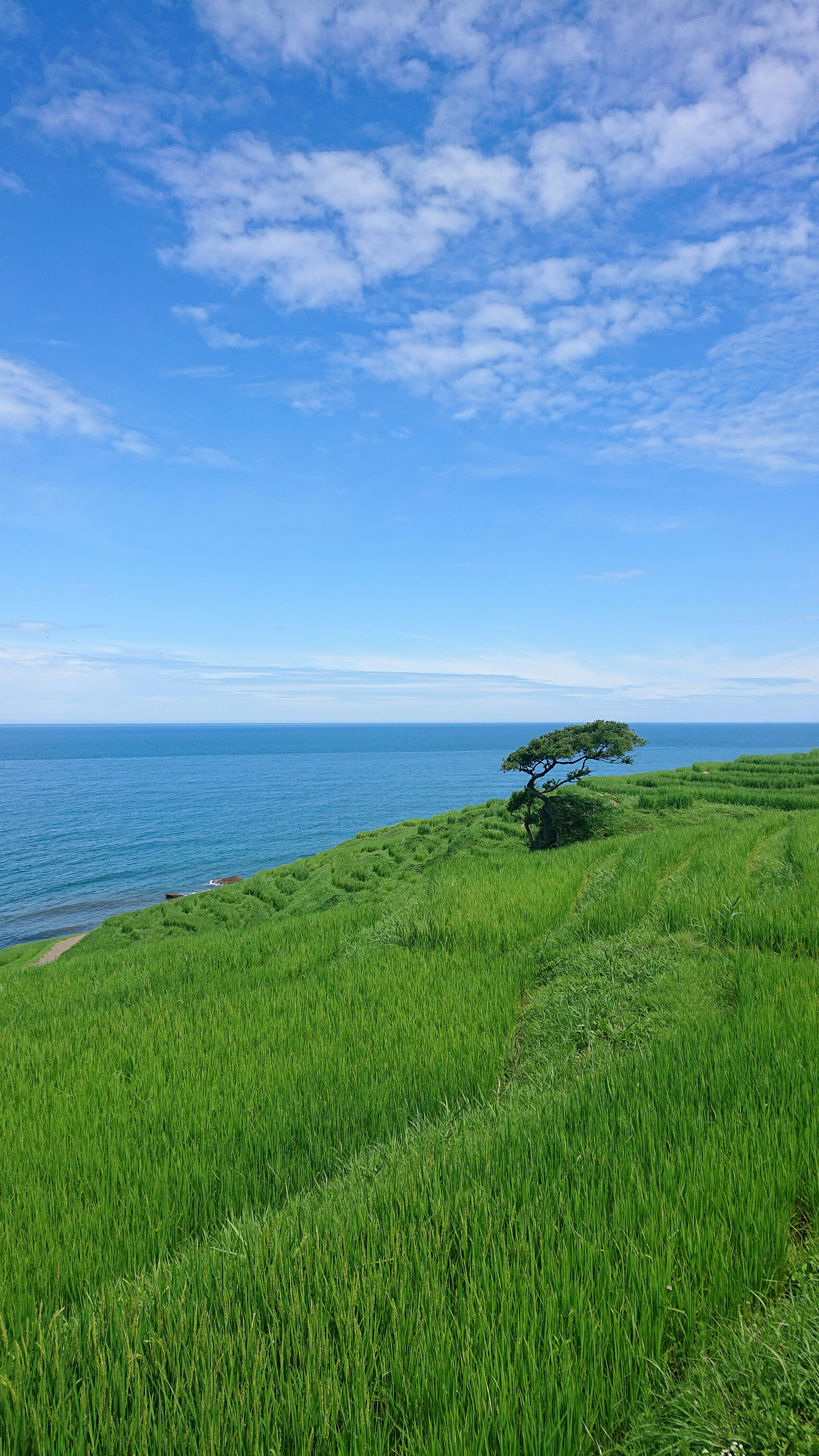 Landschaft mit blauem Ozean und grünen Reisfeldern