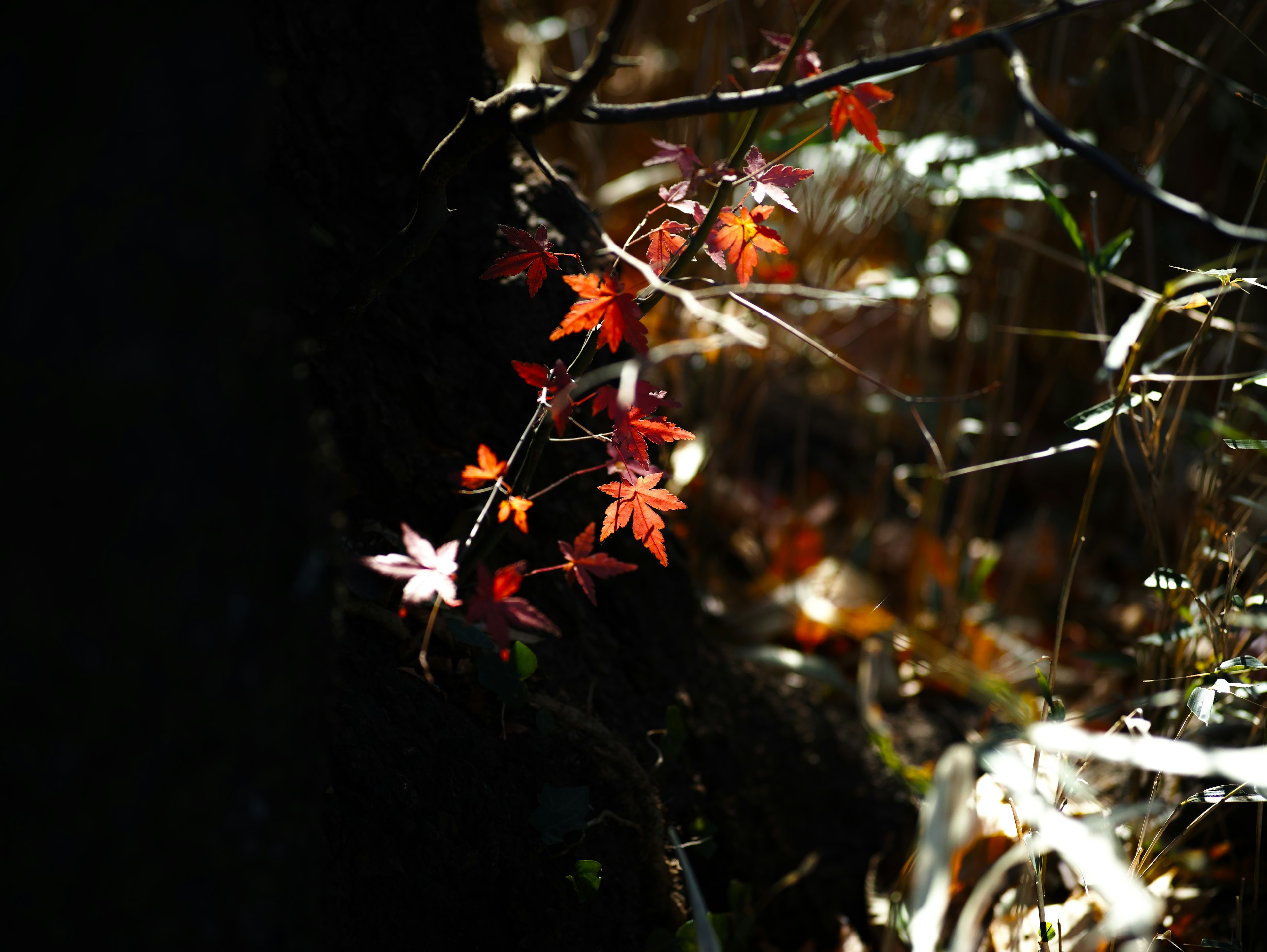 Hojas rojas vibrantes contra un fondo oscuro en una escena de otoño