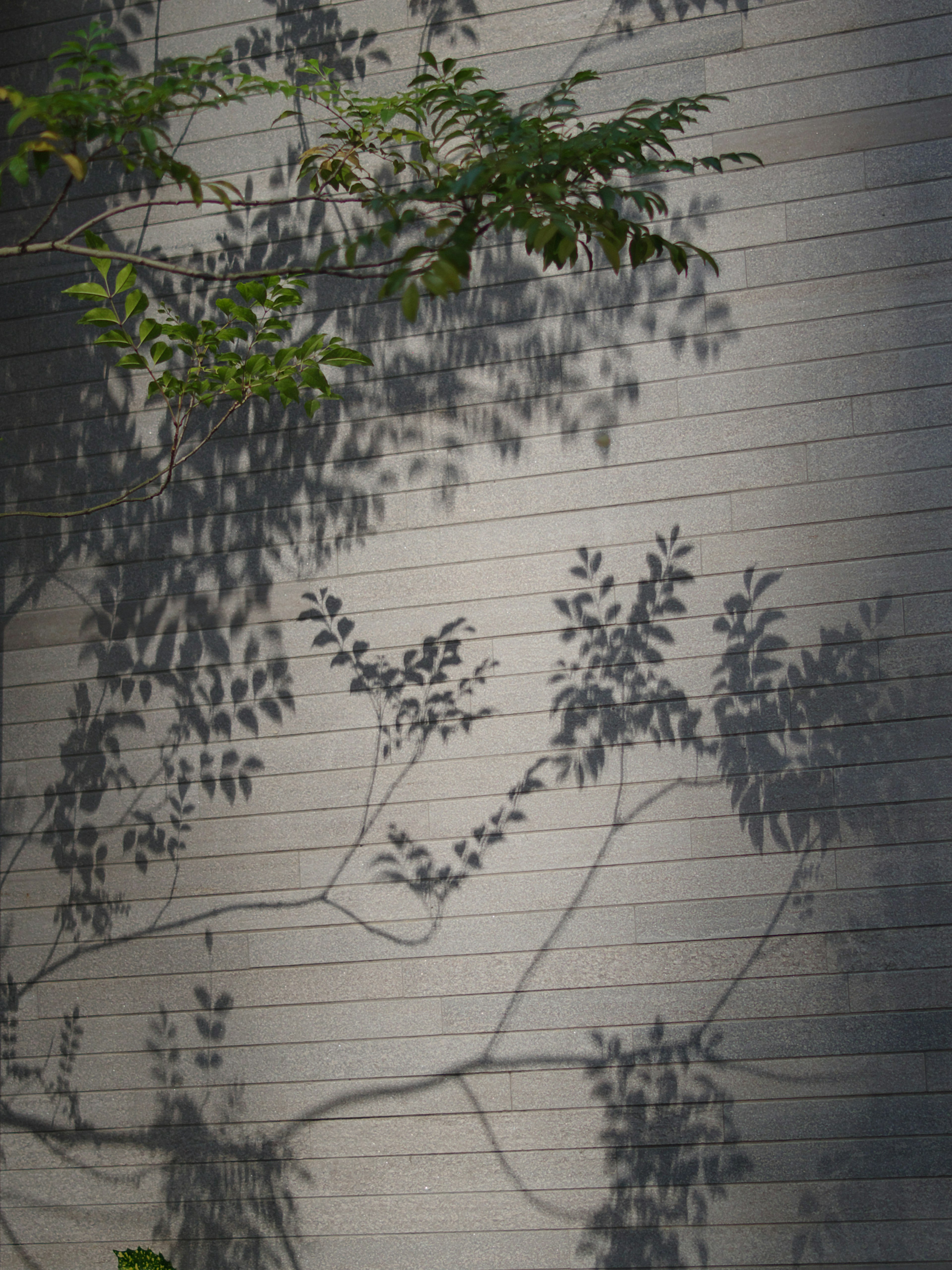 Shadows of leaves casting beautiful silhouettes on a wall