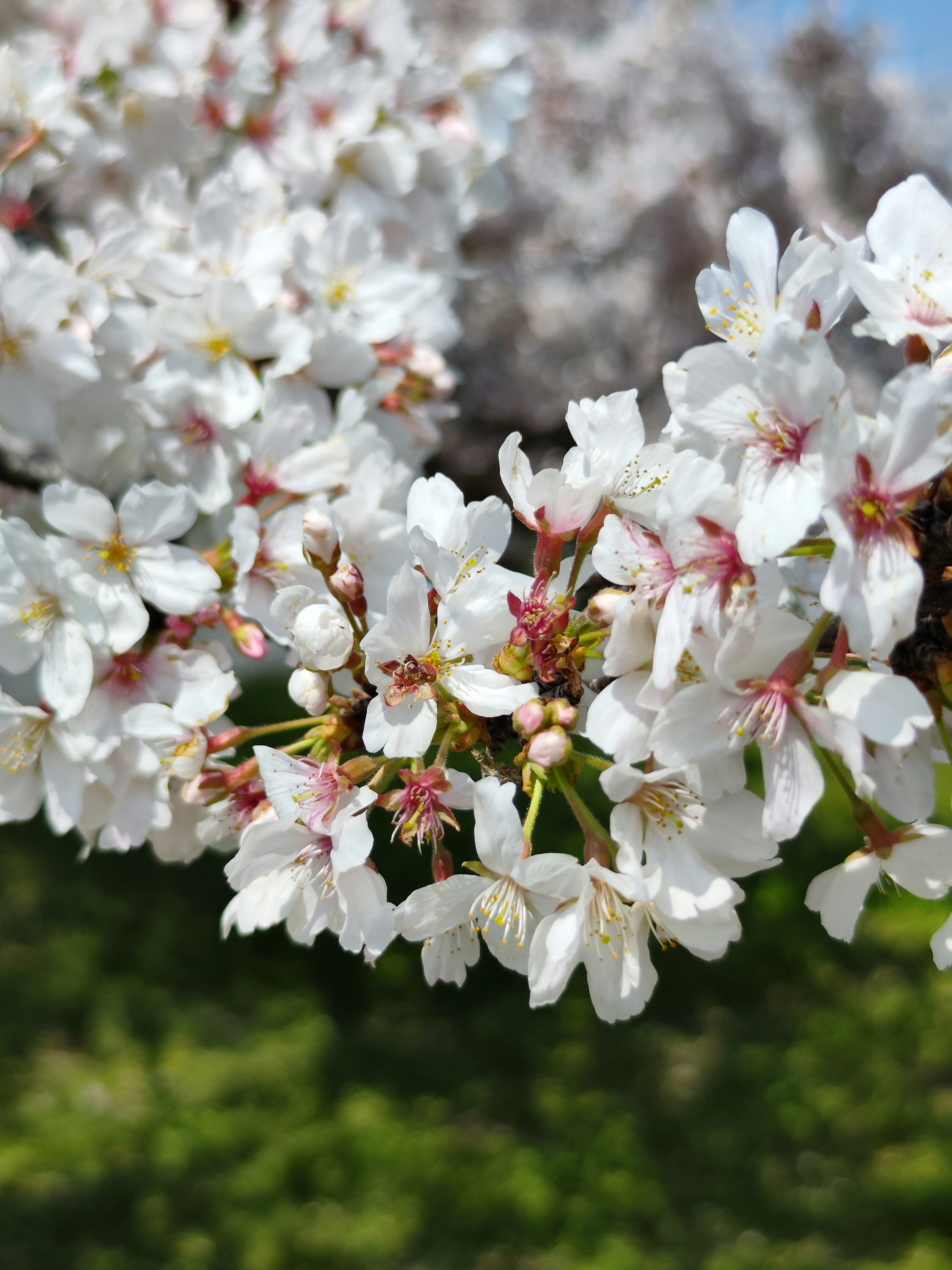 Close-up of cherry blossom flowers with a green background