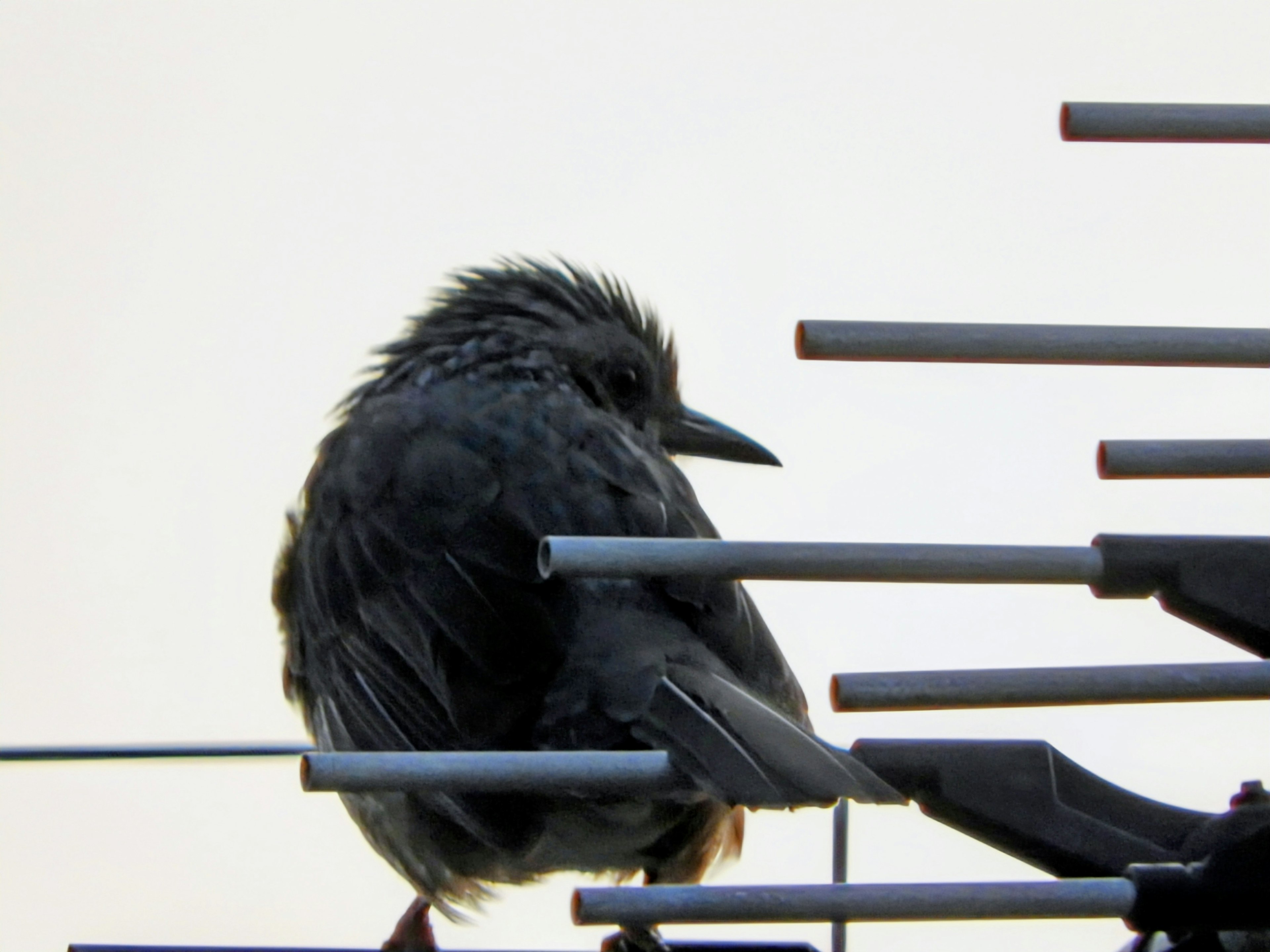 Seekor burung hitam bertengger di atas antena