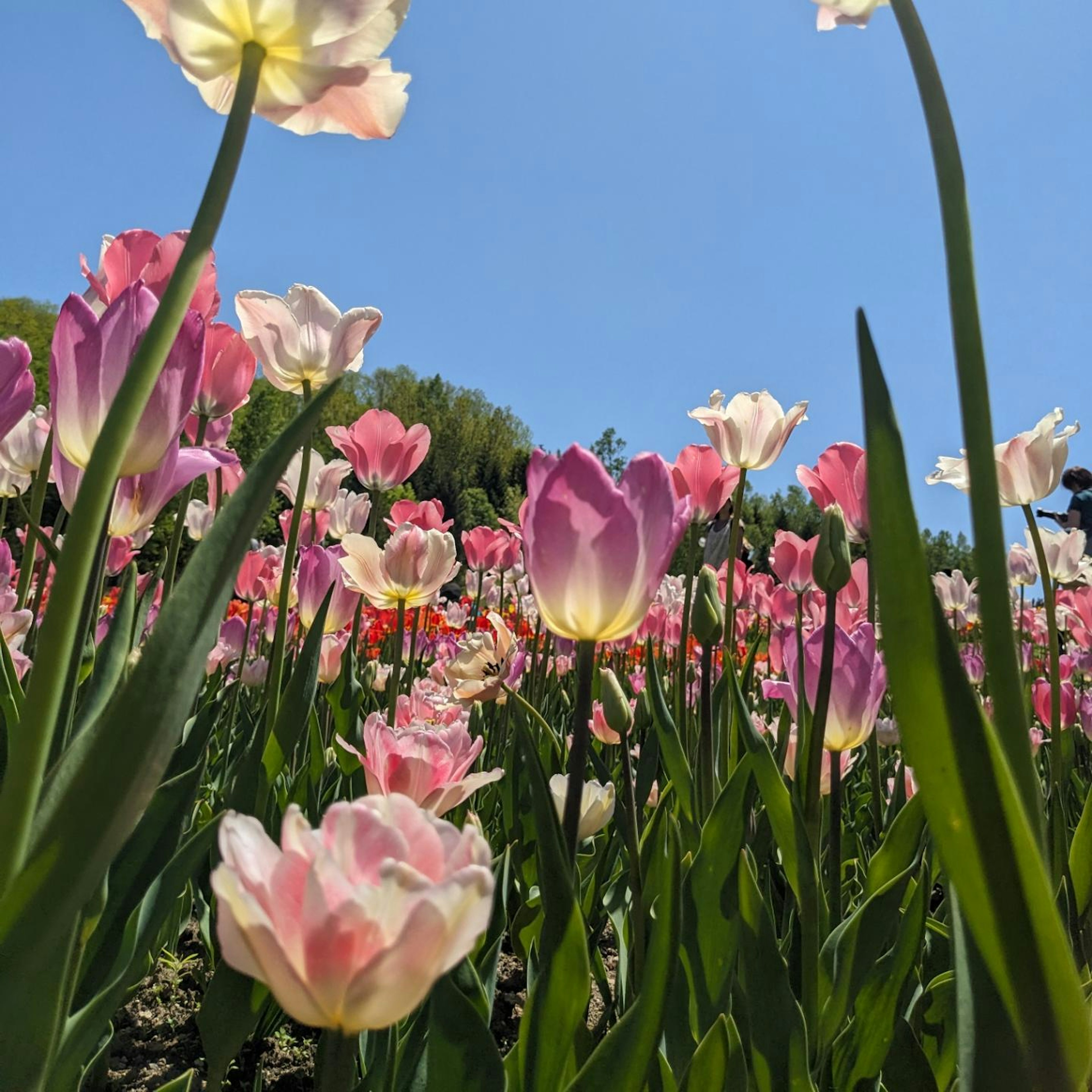 Bunter Tulpenfeld unter einem klaren blauen Himmel