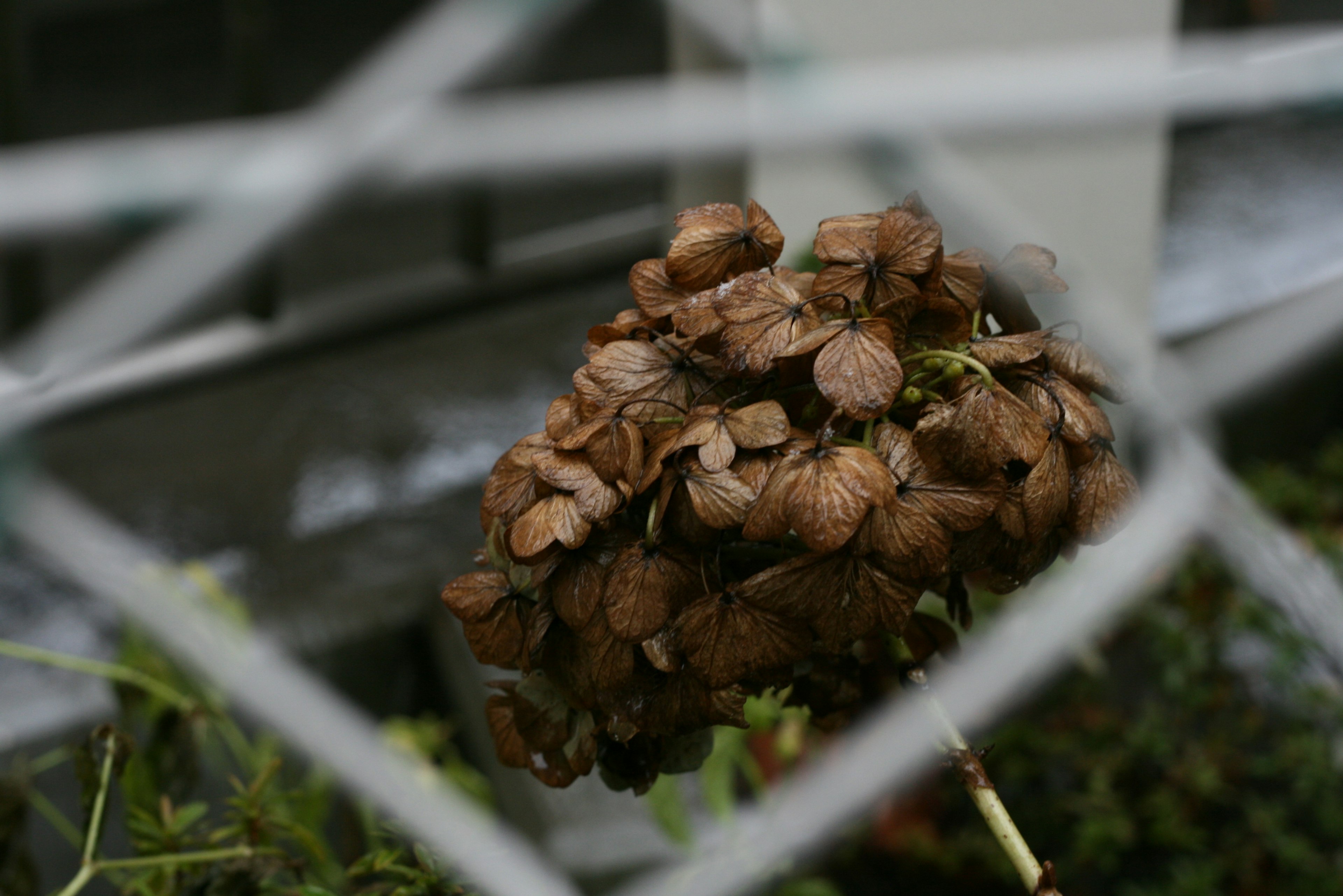 A spherical cluster of dried plant material seen through wire mesh