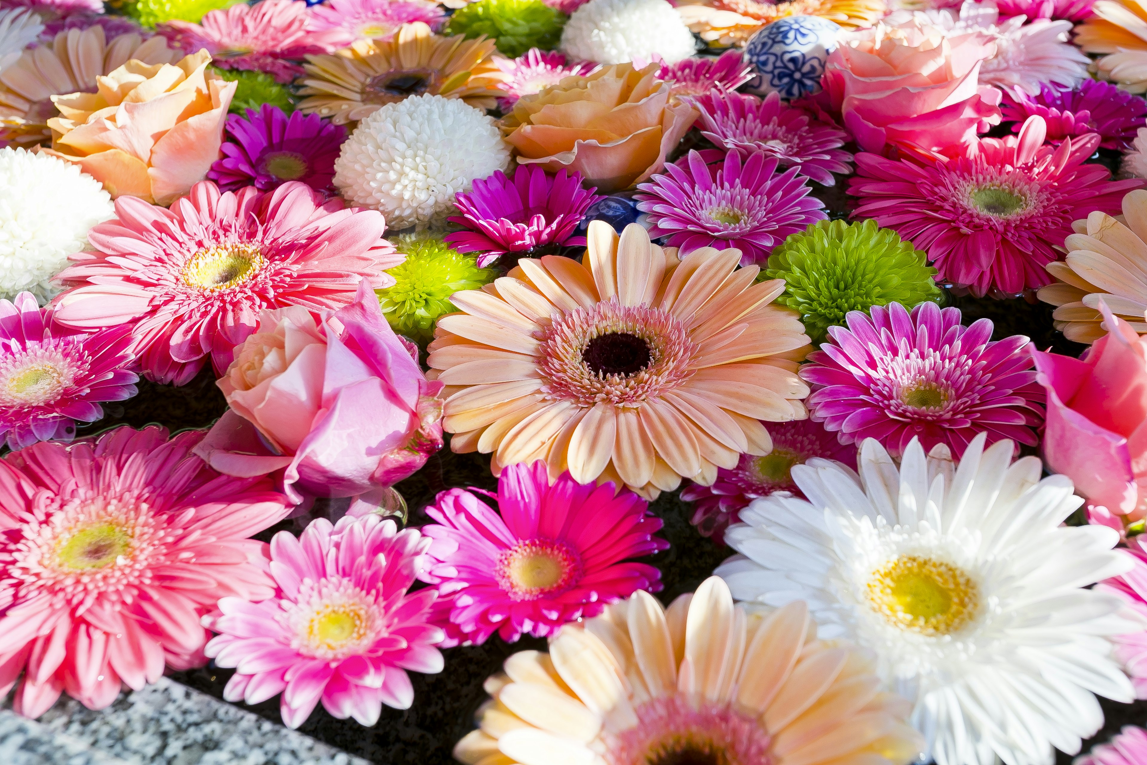 Susunan bunga beraneka warna yang cerah termasuk gerbera merah muda dan daisy putih