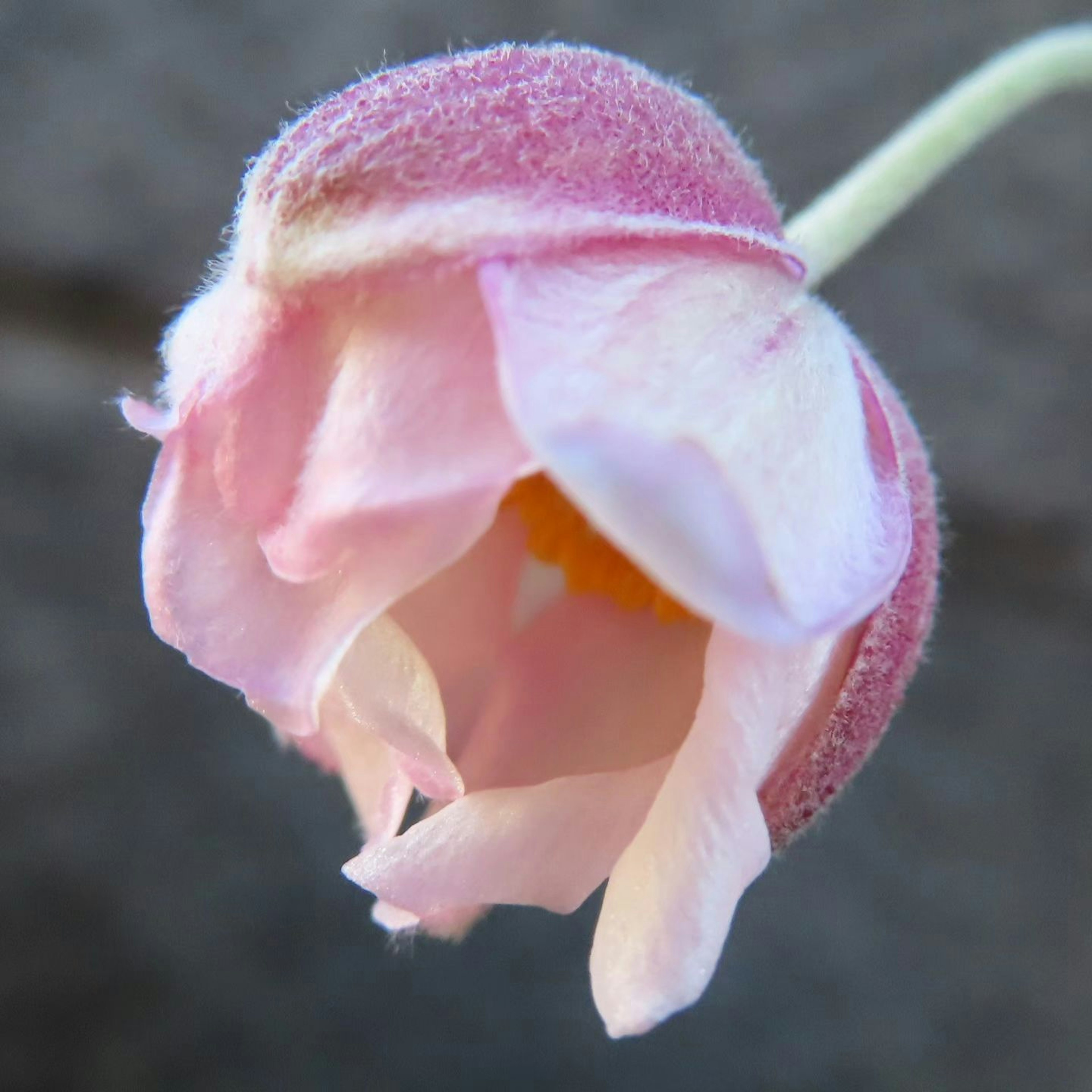 Close-up image of a flower with soft pink petals