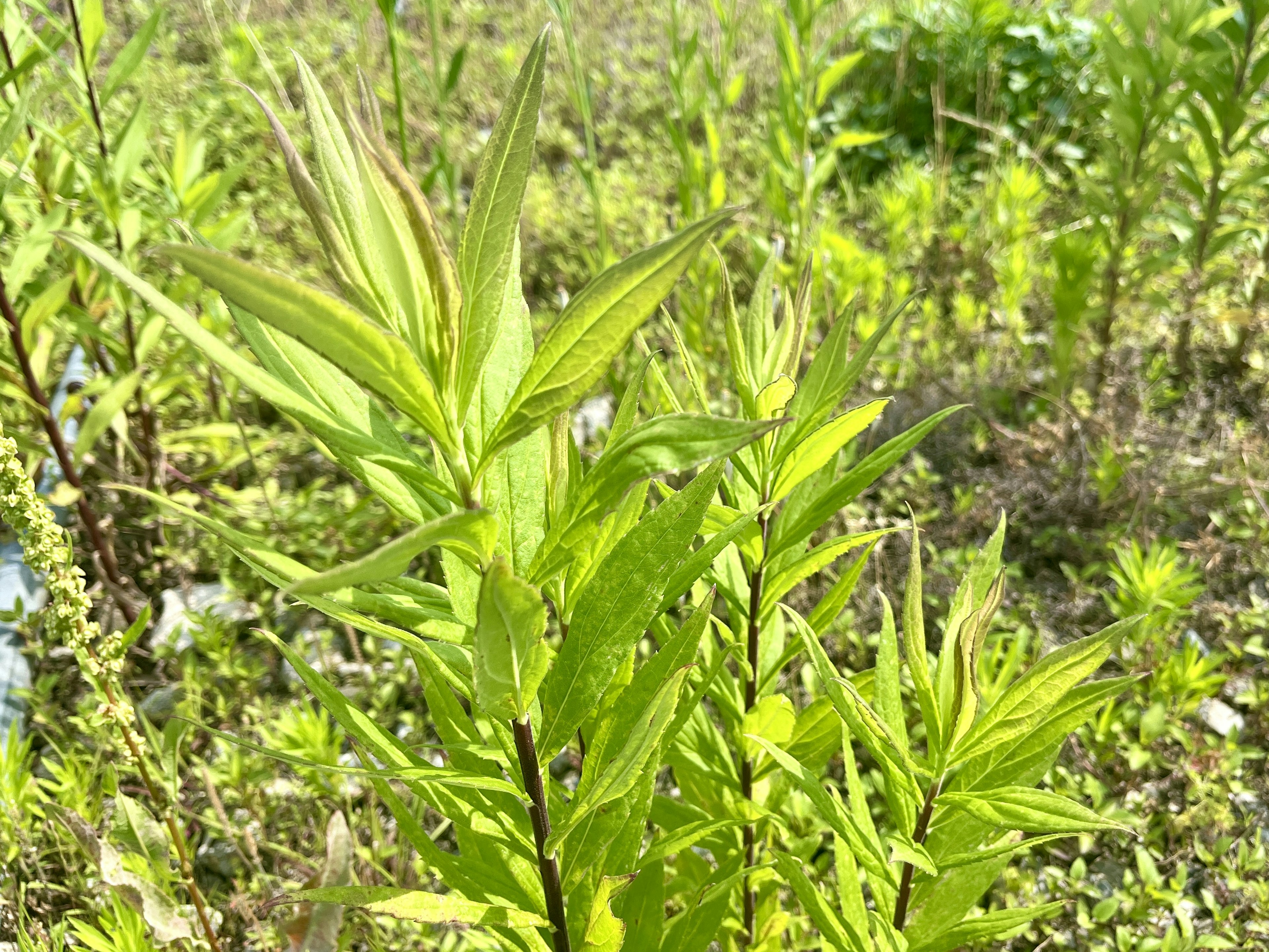 緑色の植物が青空の下で生えている