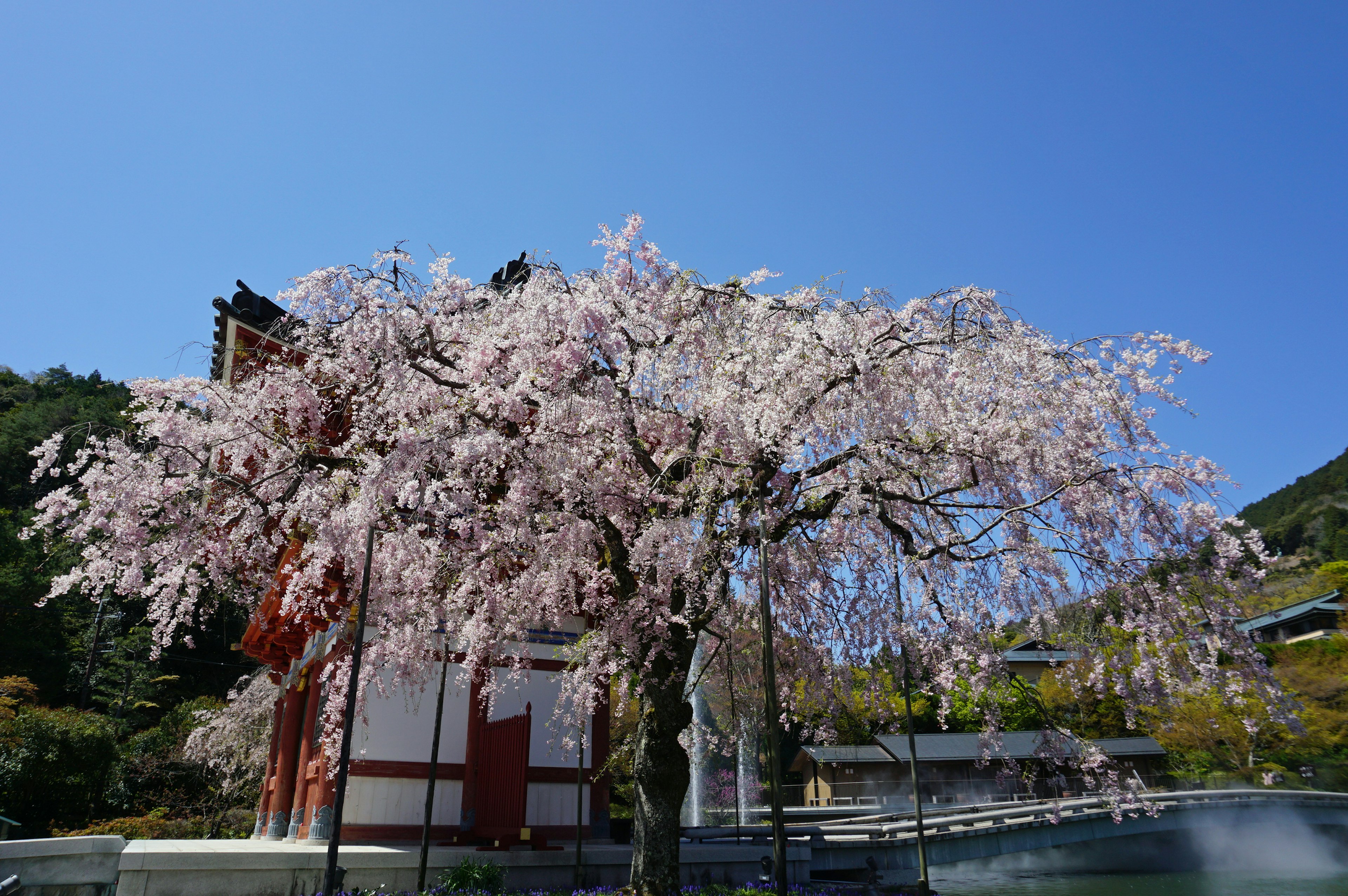 Hermosa escena de un árbol de cerezo contra un cielo azul