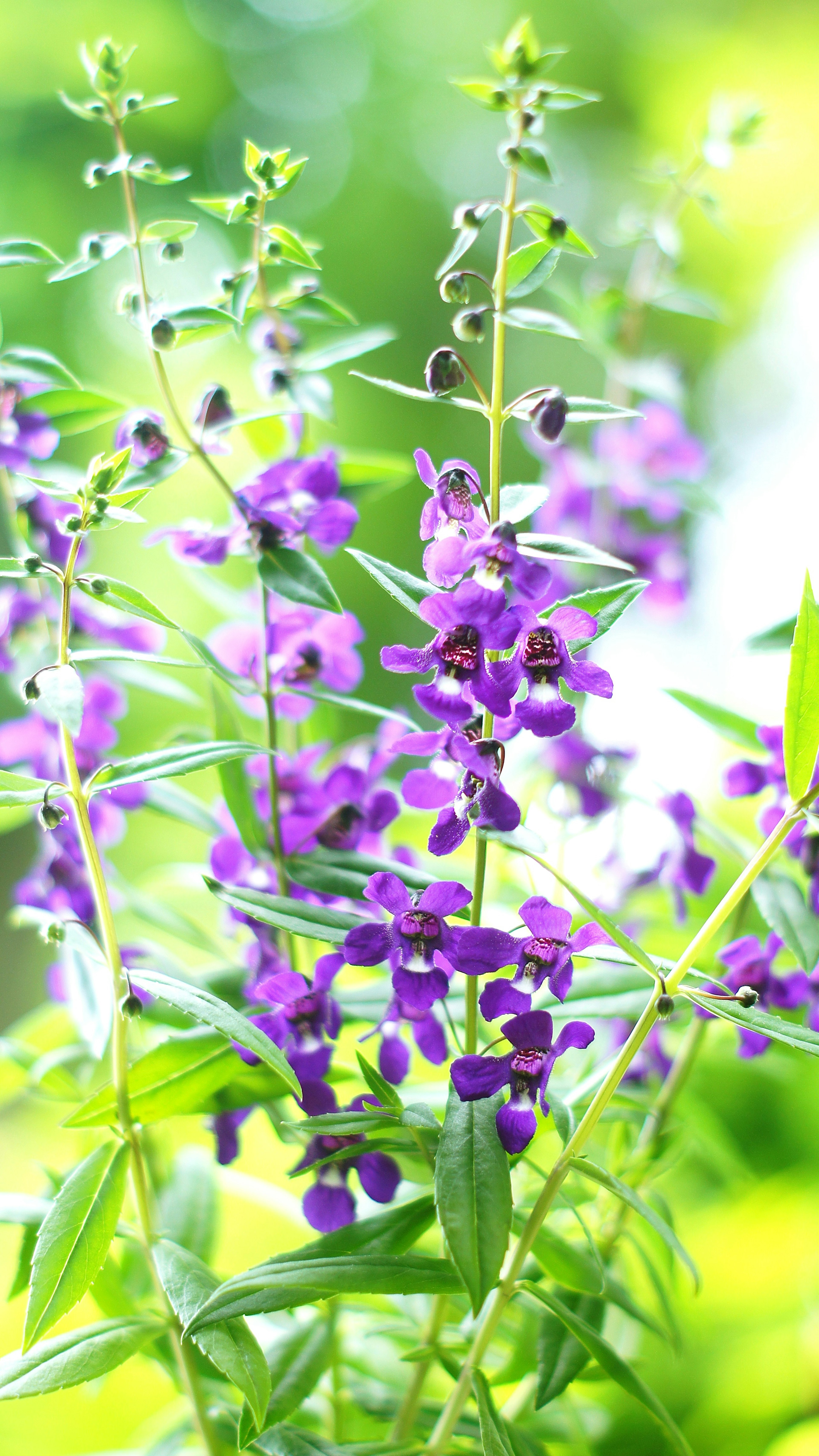 Nahaufnahme von lila Blumen vor grünem Hintergrund