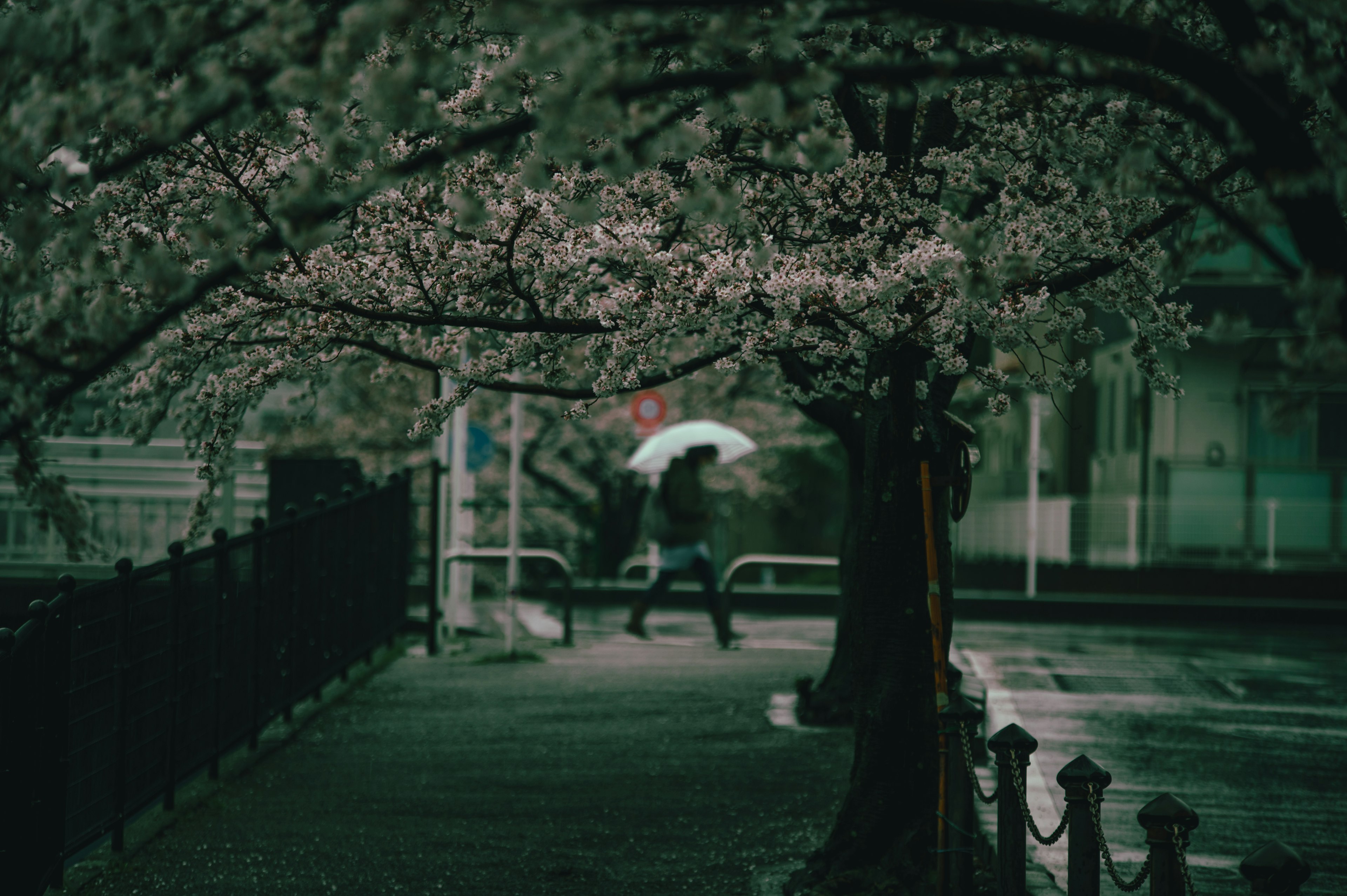 夜桜の下を歩く傘をさした人と街灯