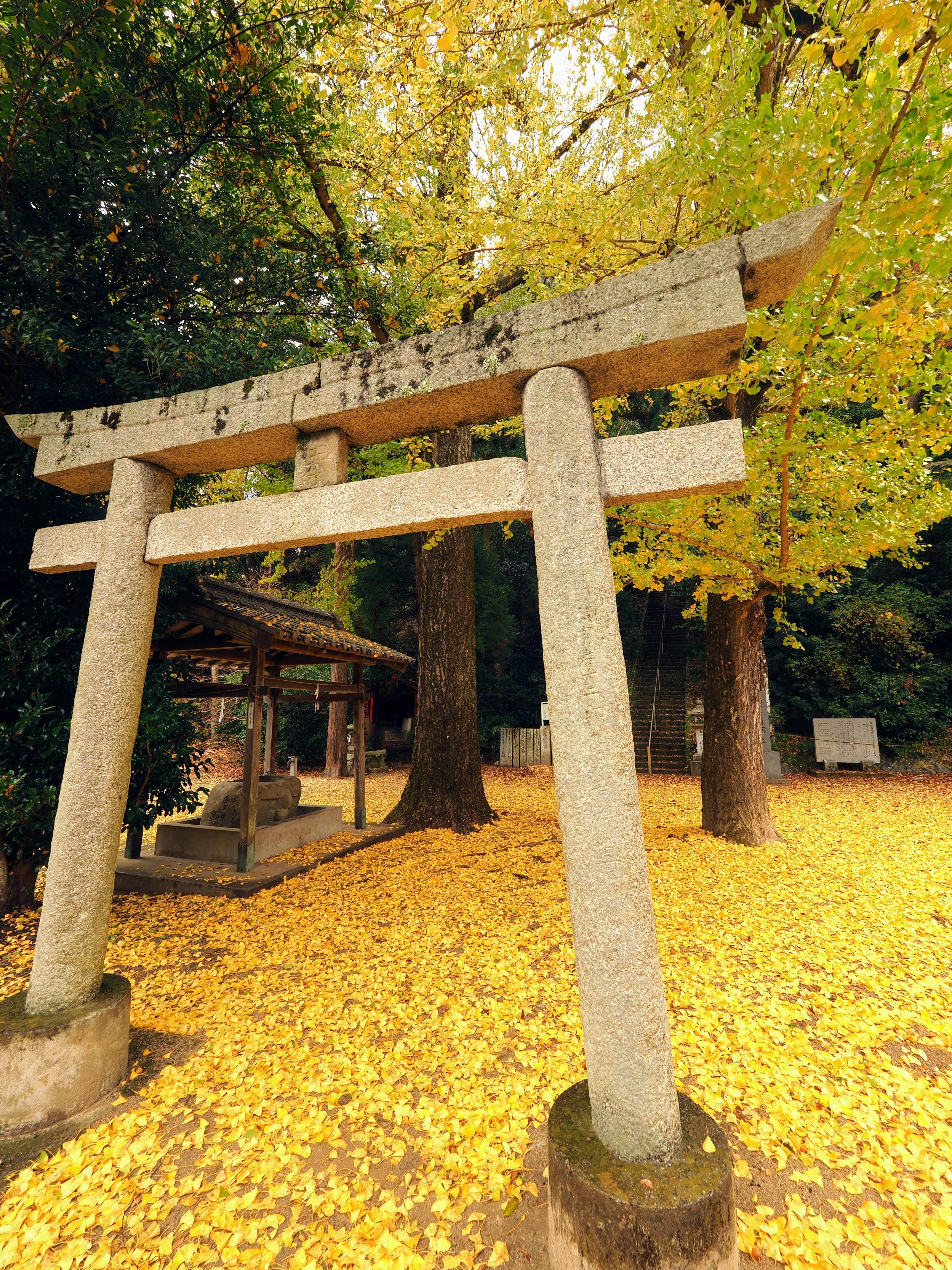 Cổng torii tại một ngôi đền bao quanh bởi lá mùa thu và cây cối