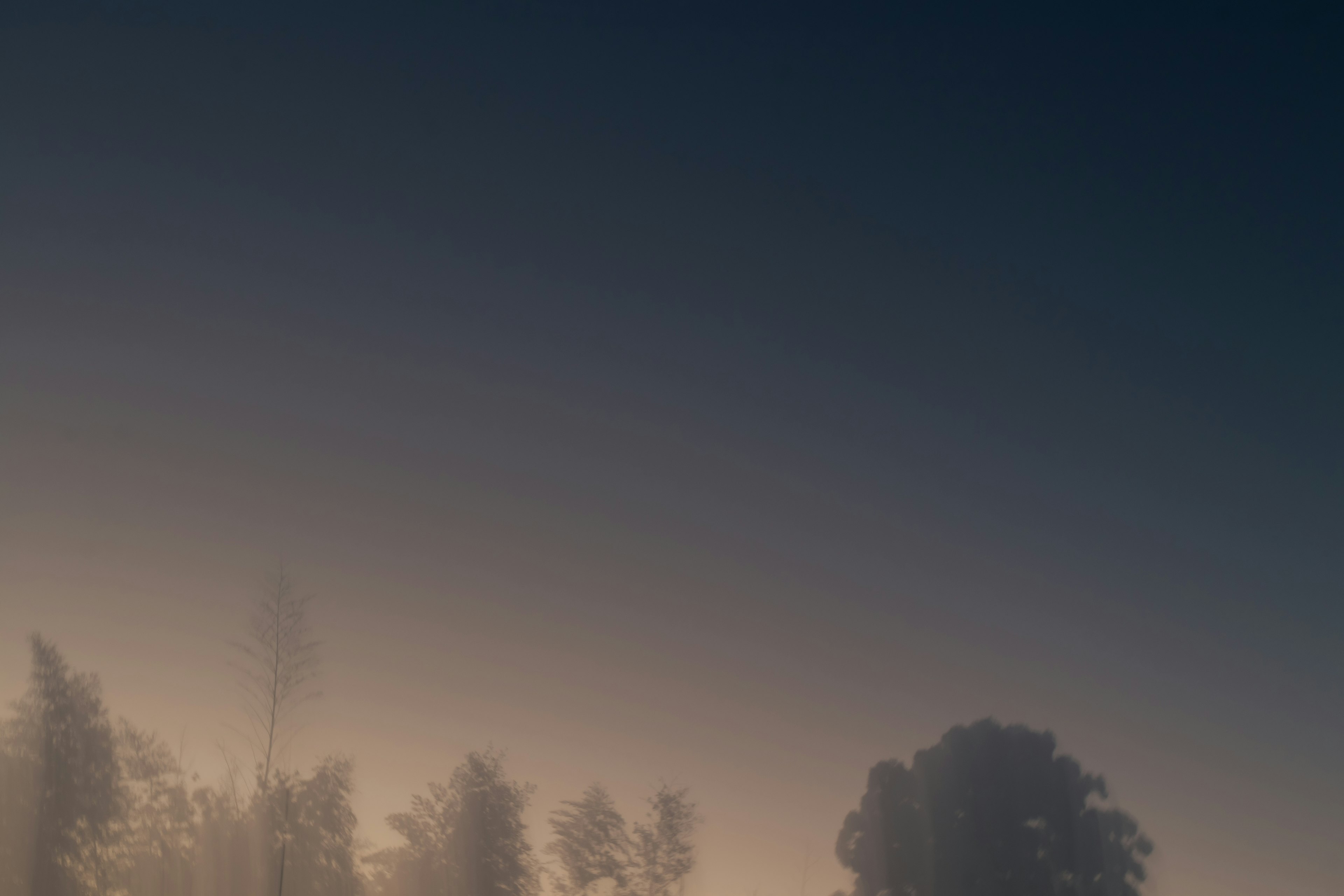 Pemandangan pohon yang diselimuti kabut dengan langit senja