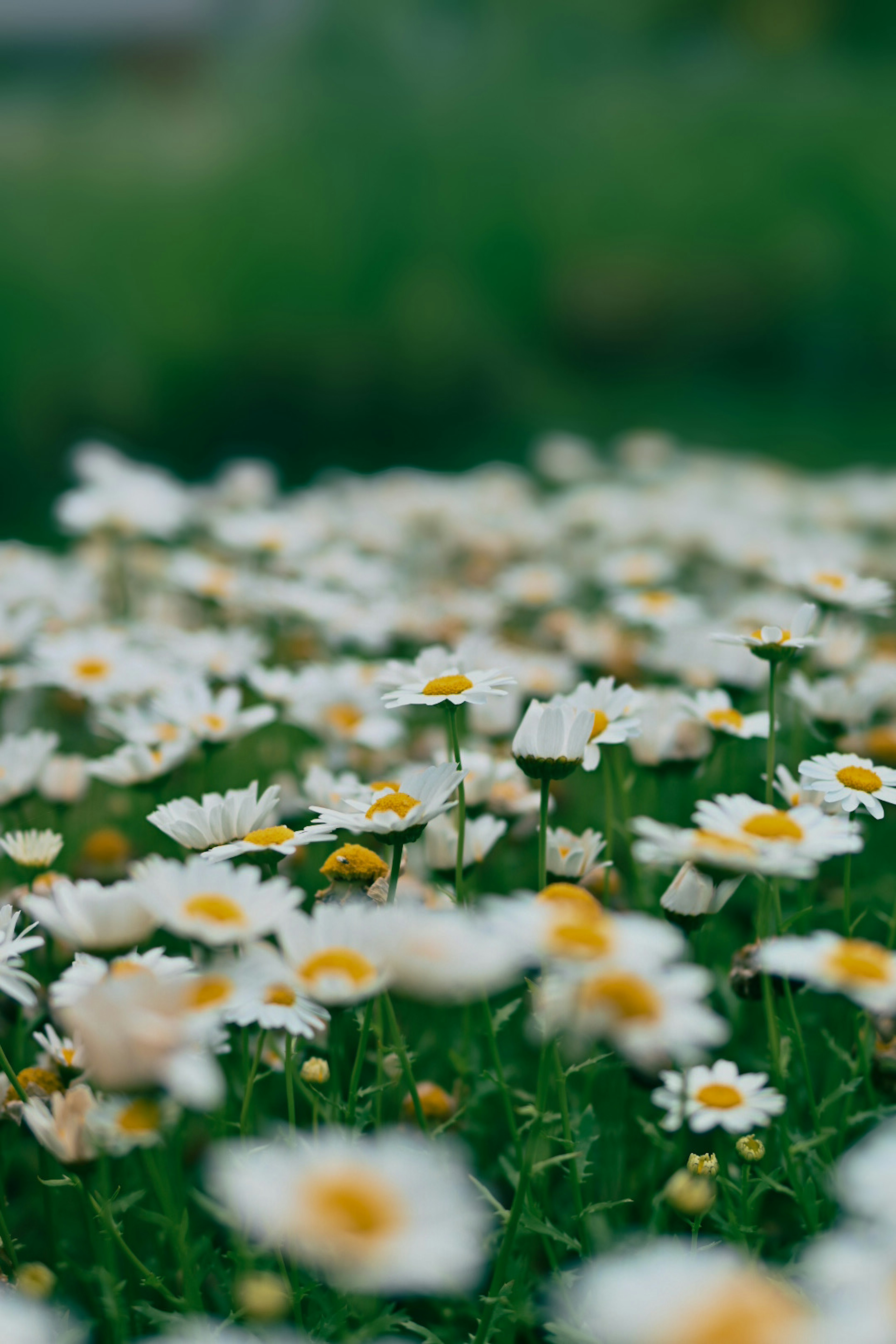 Ein Feld mit weißen Blumen mit gelben Mittelpunkten blüht im grünen Gras