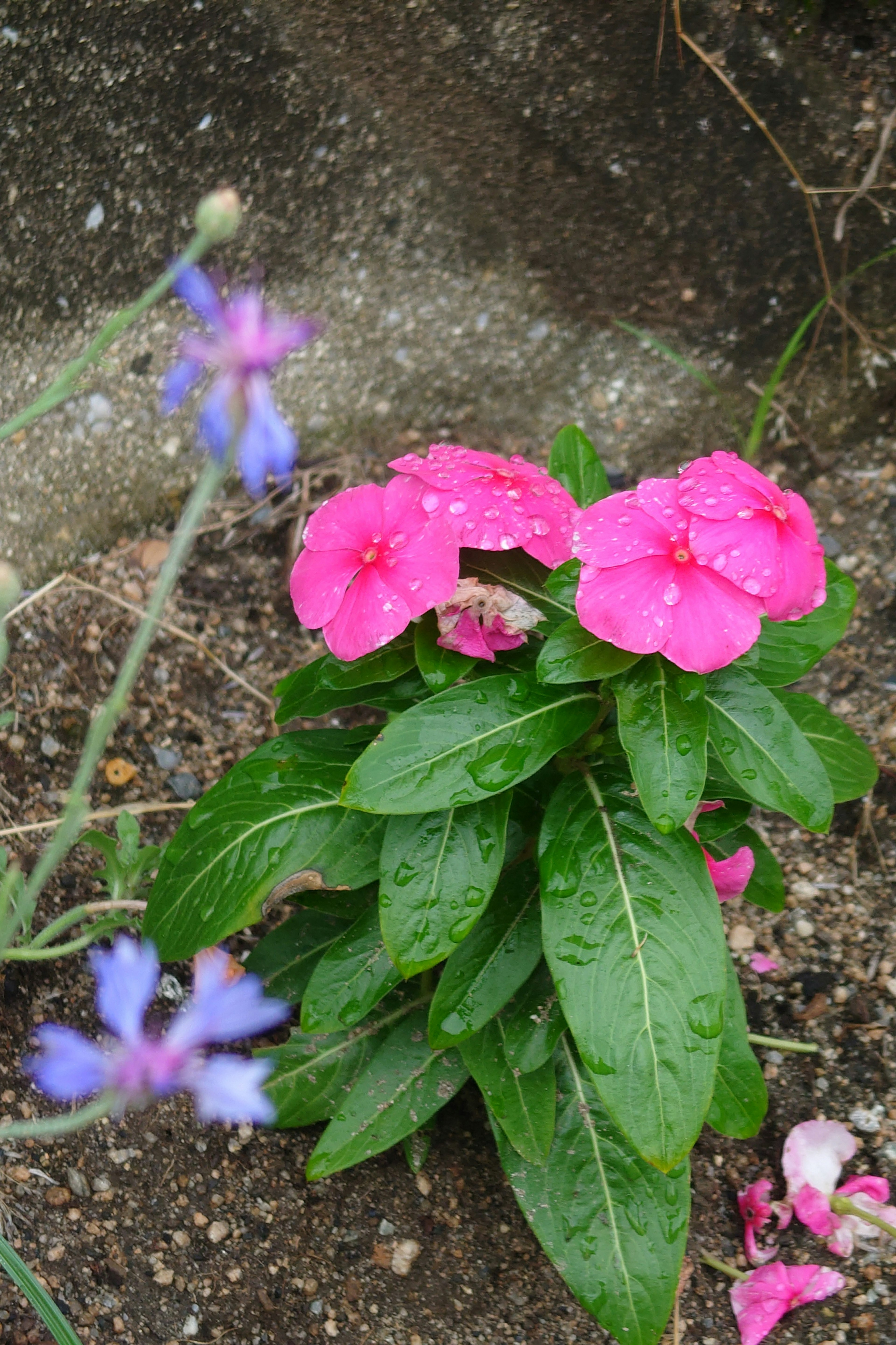 A plant with pink flowers and green leaves adorned with water droplets