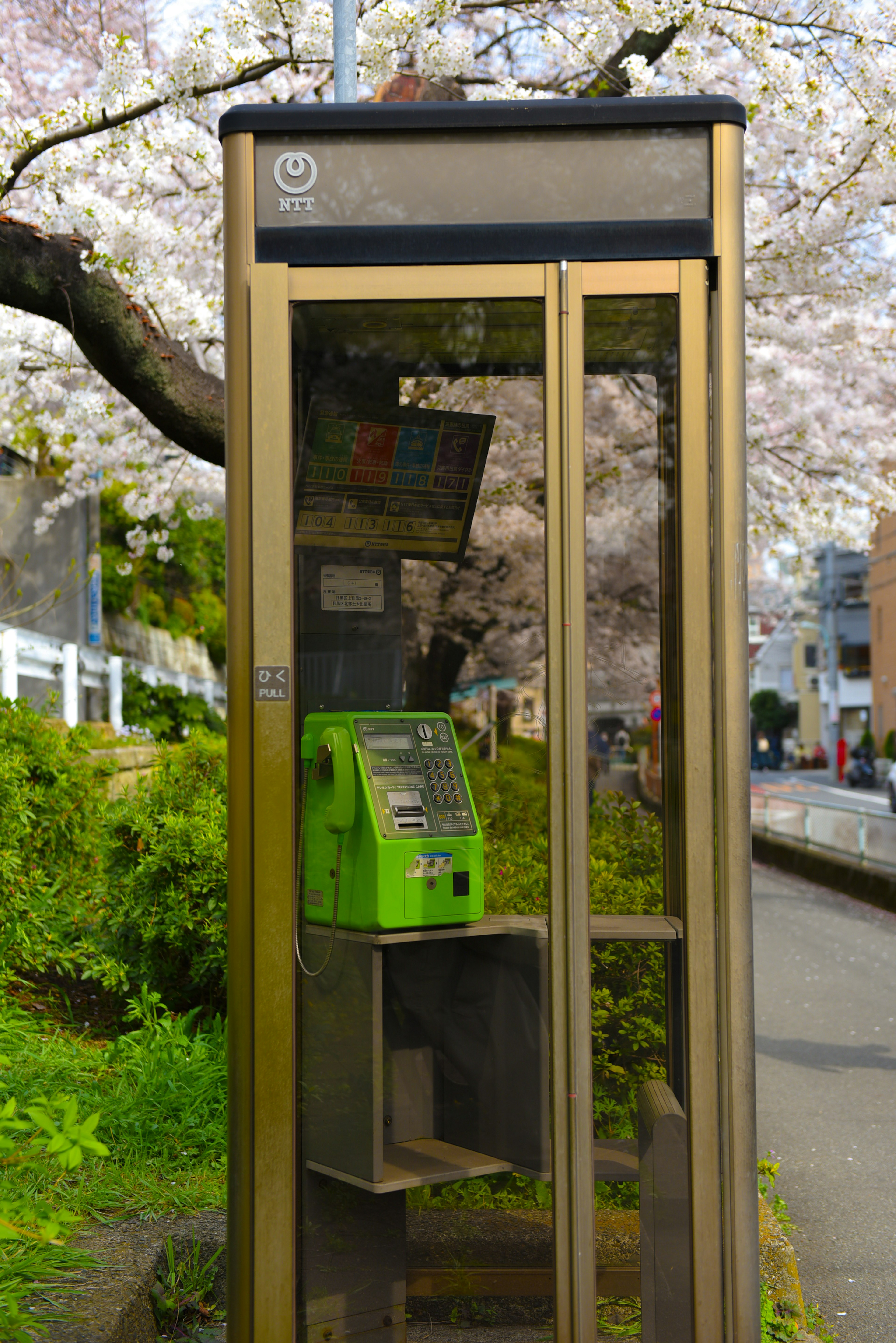 Cabine téléphonique publique avec un téléphone vert sous un cerisier en fleurs