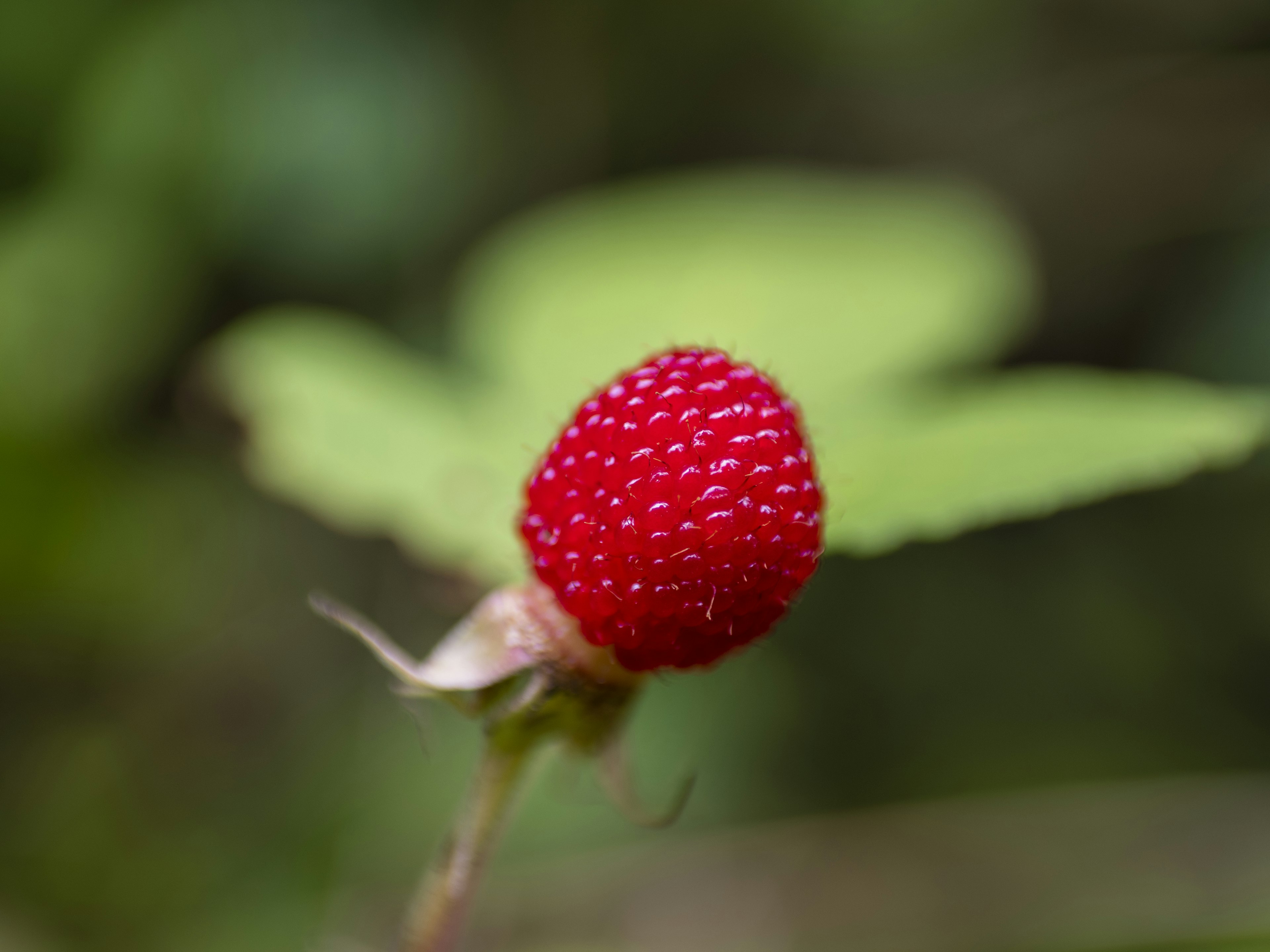 Un frutto di fragola rossa vicino a foglie verdi