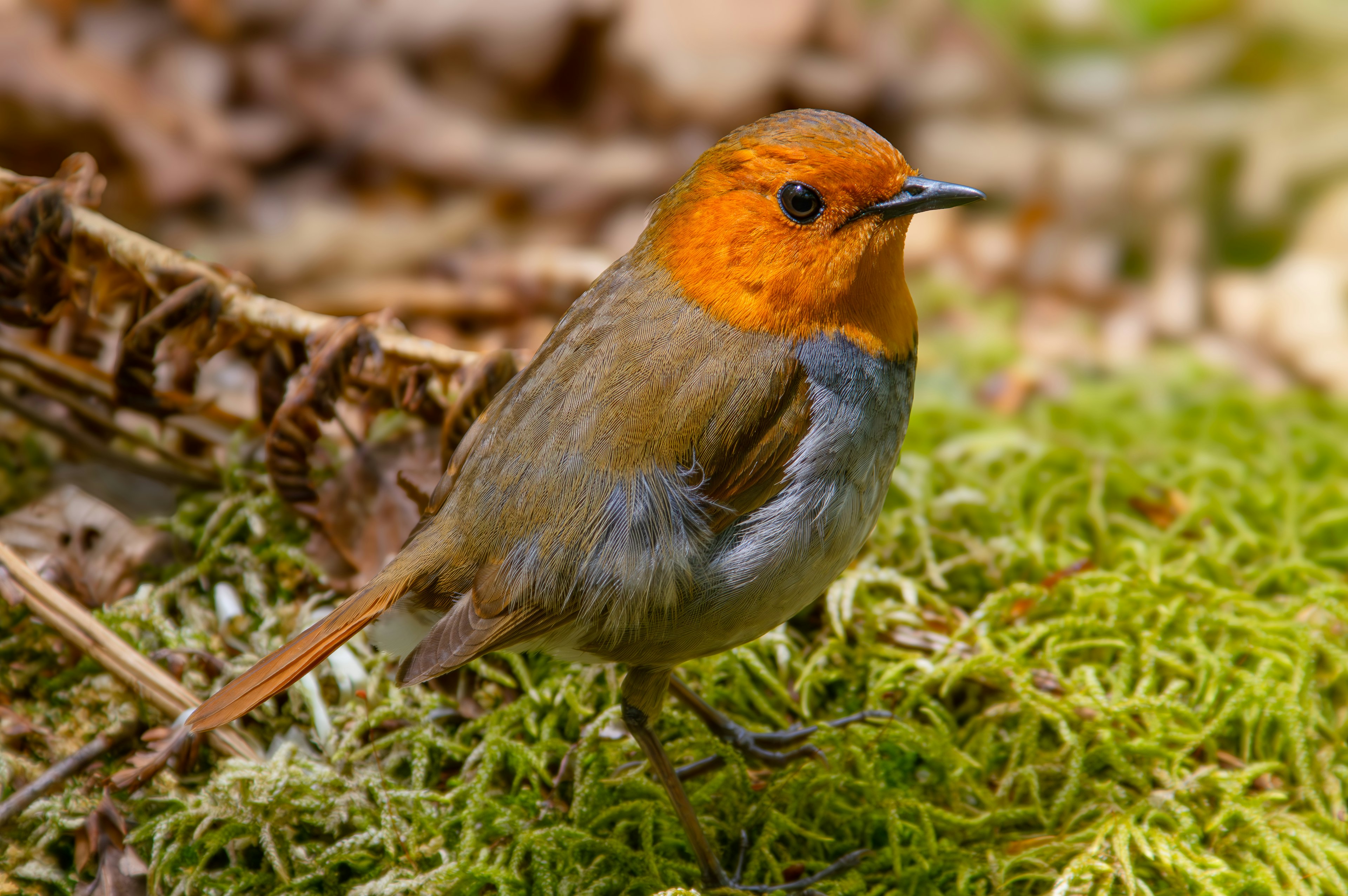 Un piccolo uccello con una testa arancione che sta su muschio verde