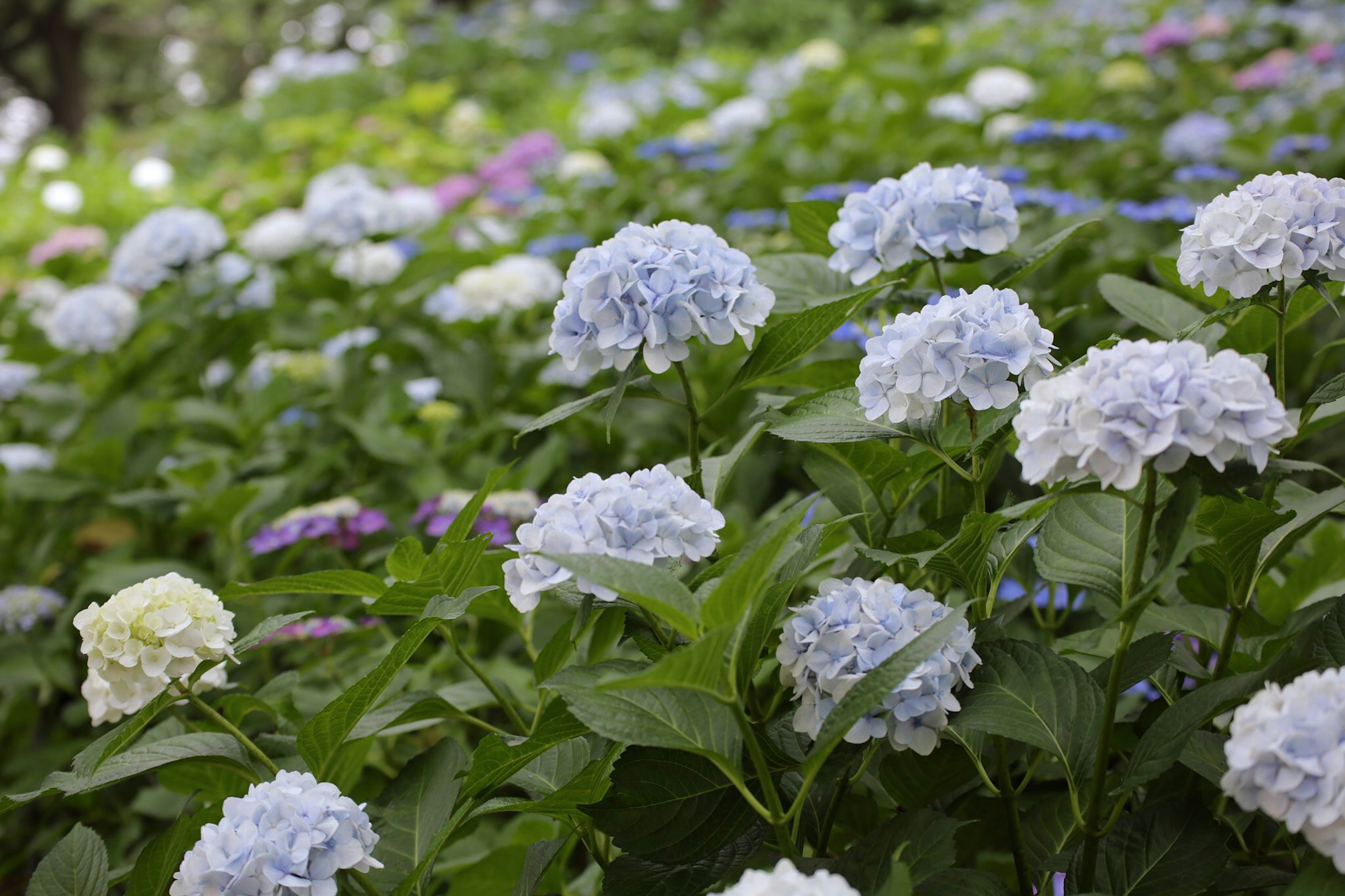 Un jardín exuberante con flores de hortensia azules en flor