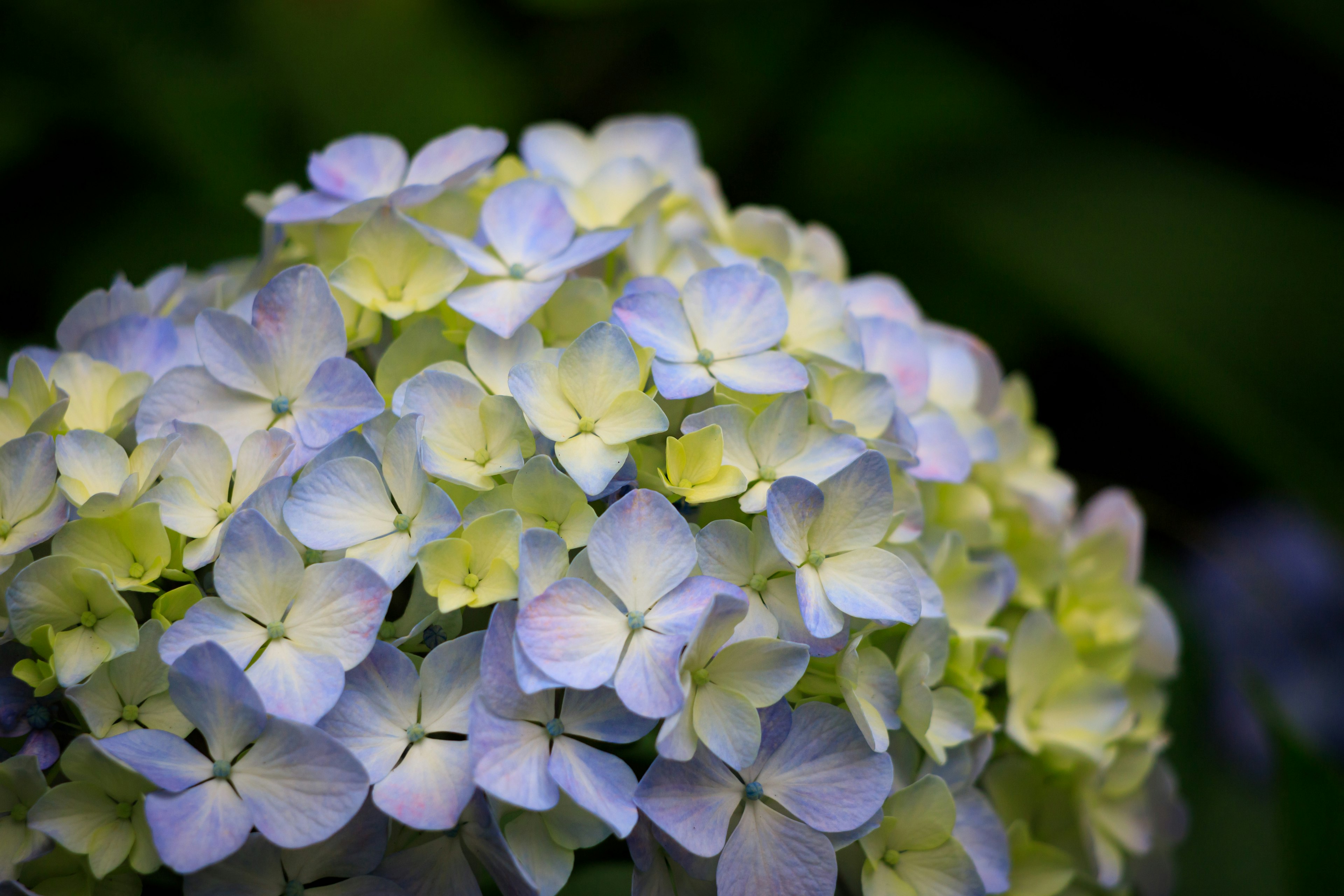 Close-up of blue hydrangea flowers in bloom