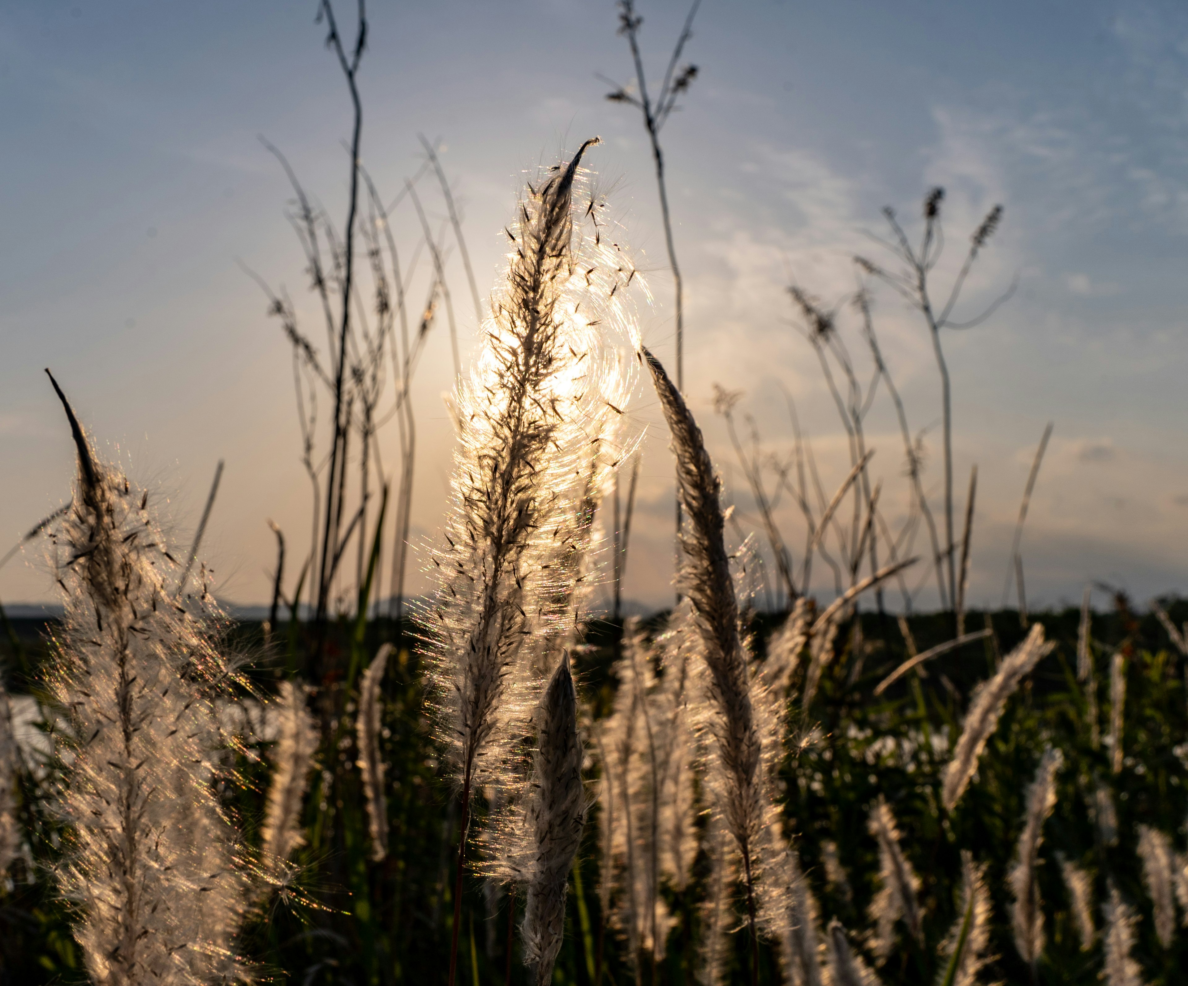 Erba pampas che ondeggia al tramonto con uno sfondo di cielo blu