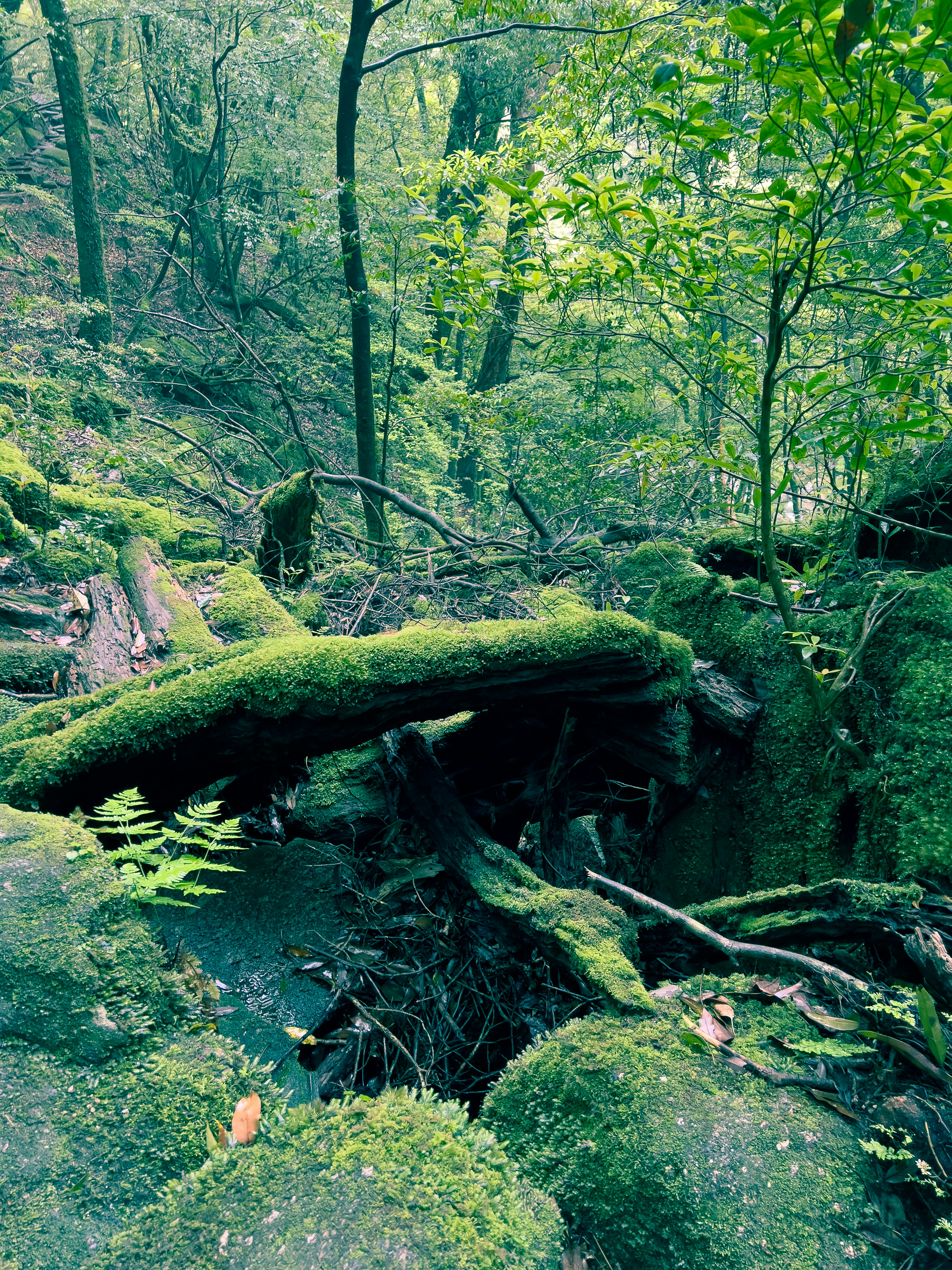 Scena forestale con tronchi coperti di muschio e rocce circondate da vegetazione