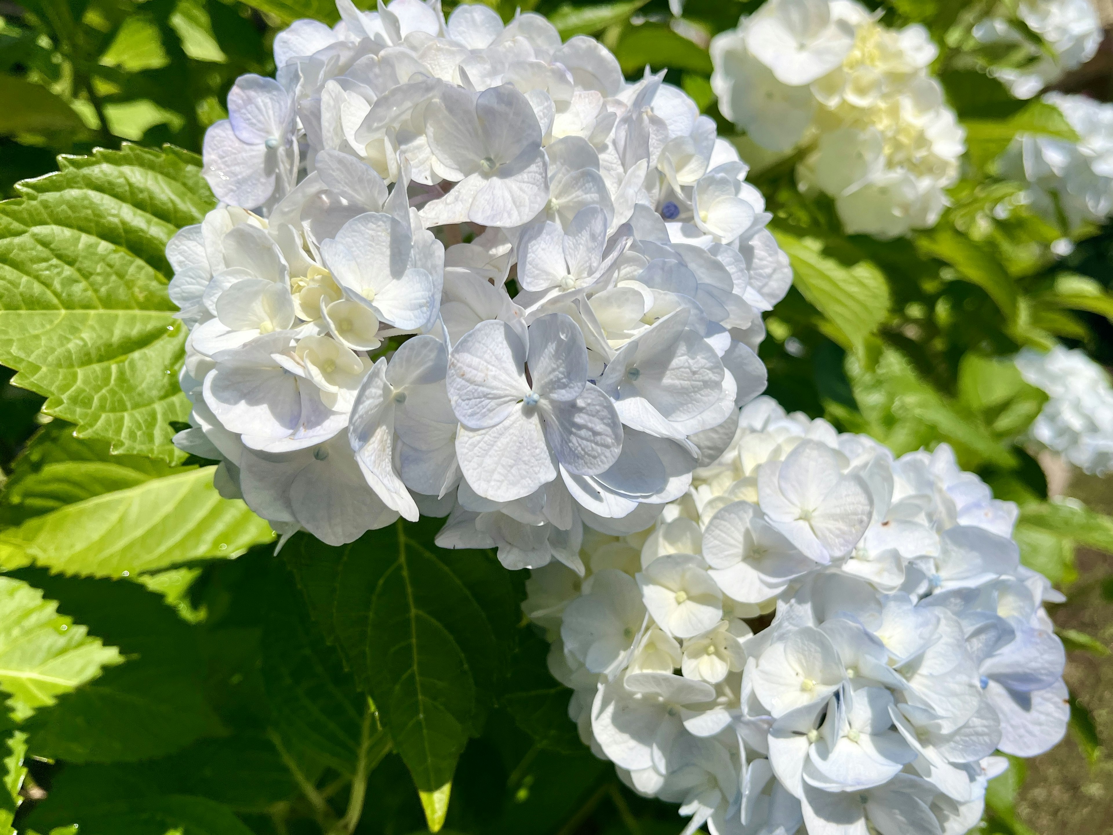 白いアジサイの花が咲いている緑の葉の中にある