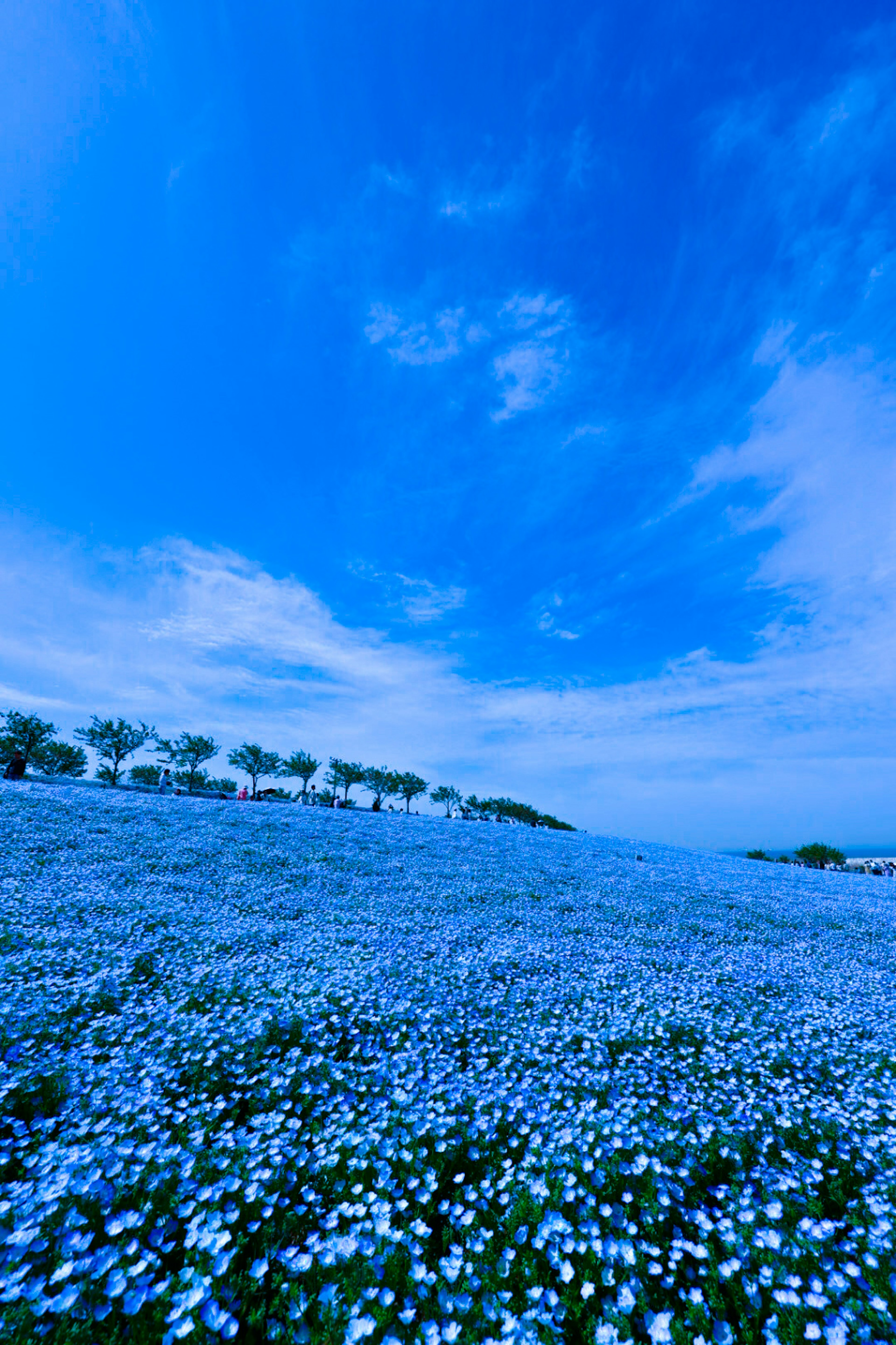 Weites Feld blauer Blumen unter einem strahlend blauen Himmel