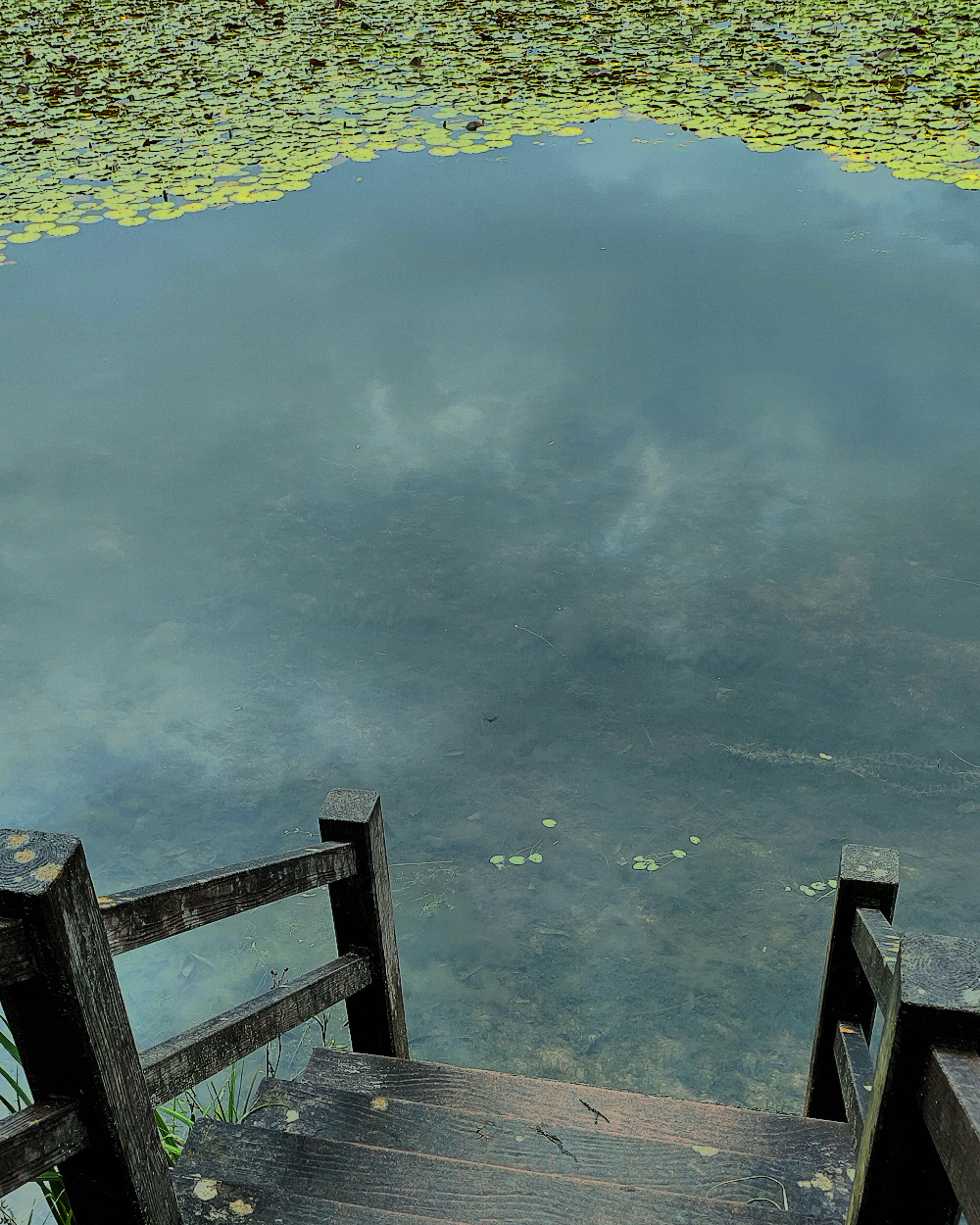 Stairs leading down to a calm pond reflecting clouds and green lily pads