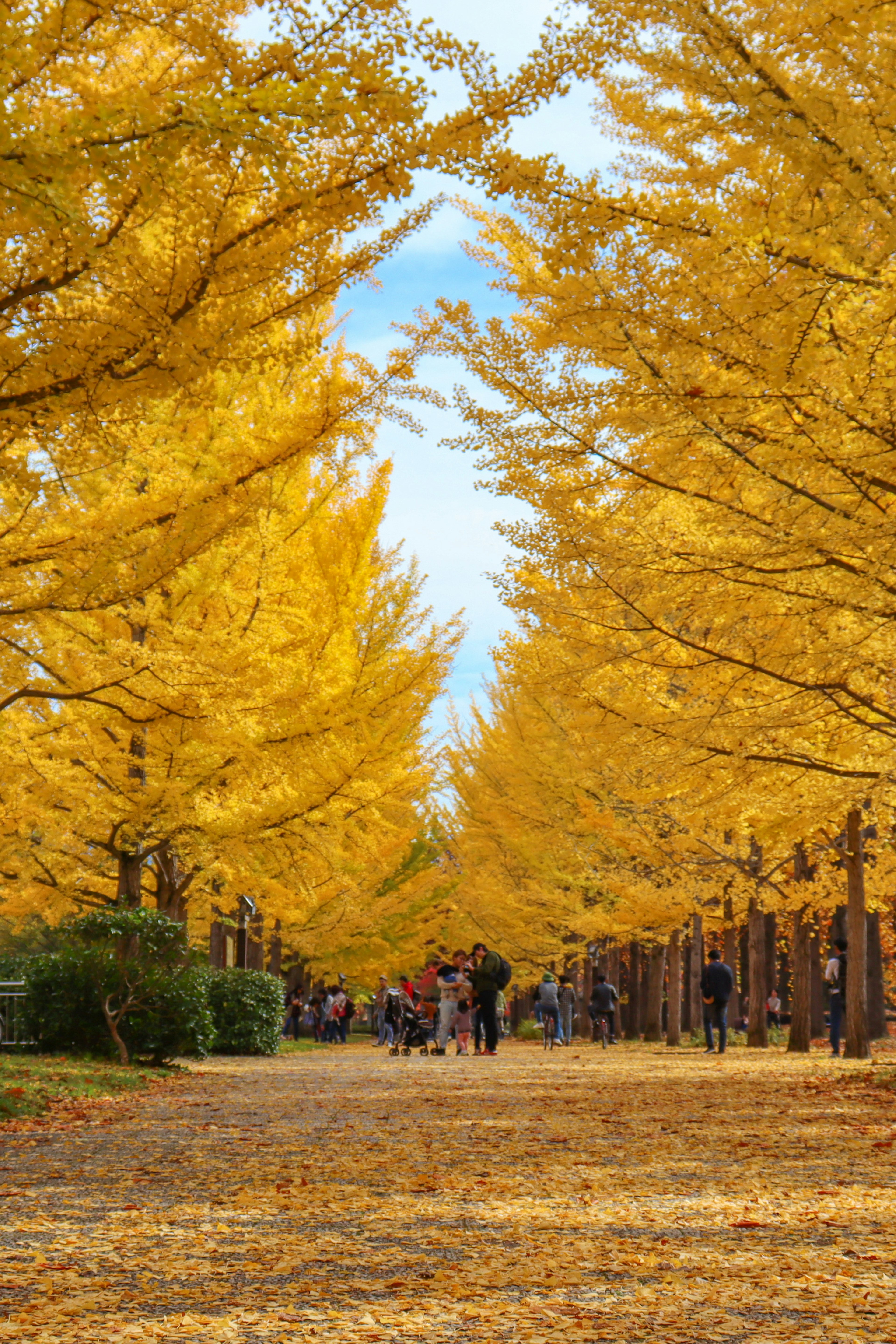 A beautiful path lined with yellow ginkgo trees with people walking