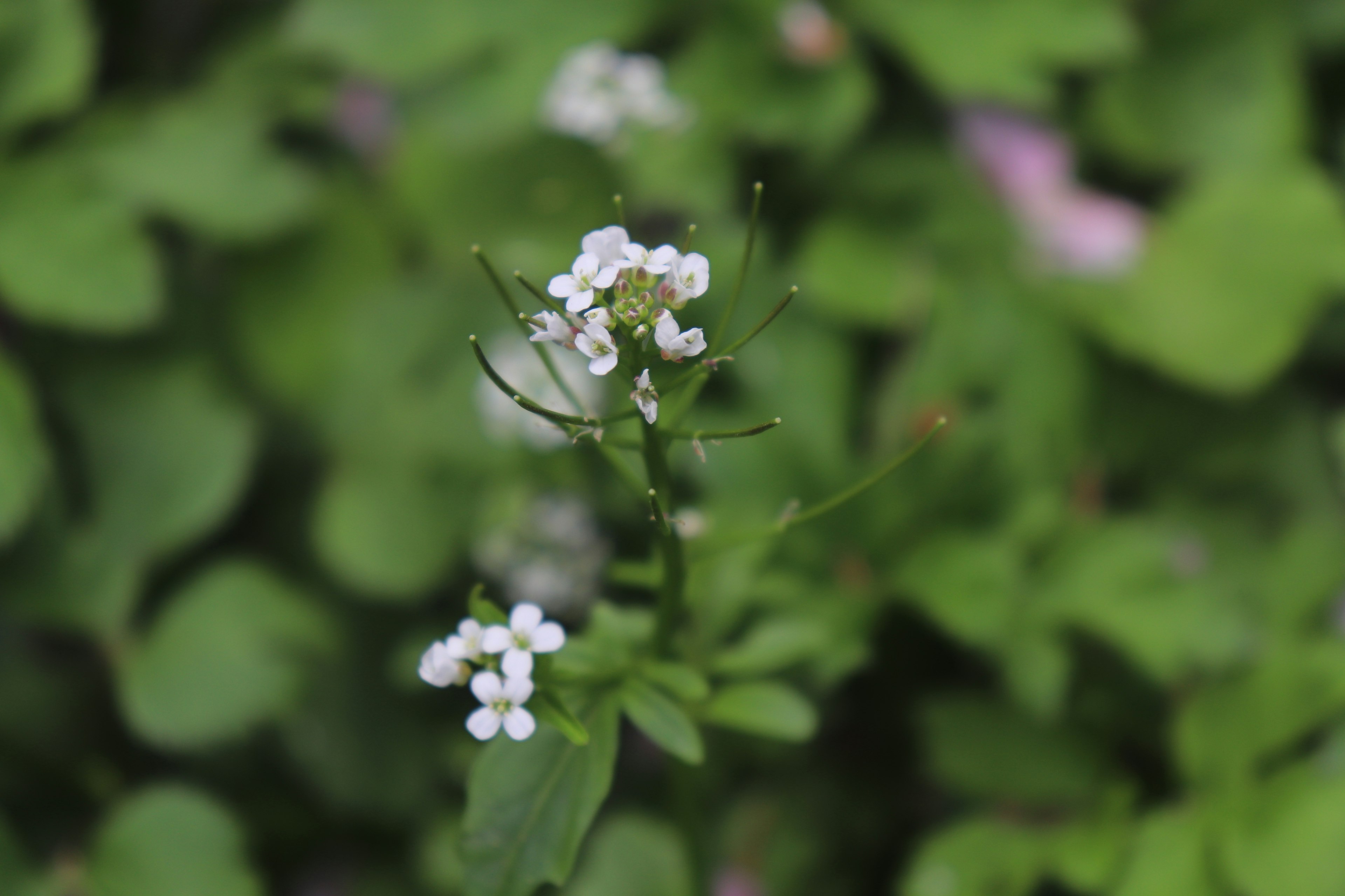 Acercamiento a una planta con pequeñas flores blancas y hojas verdes