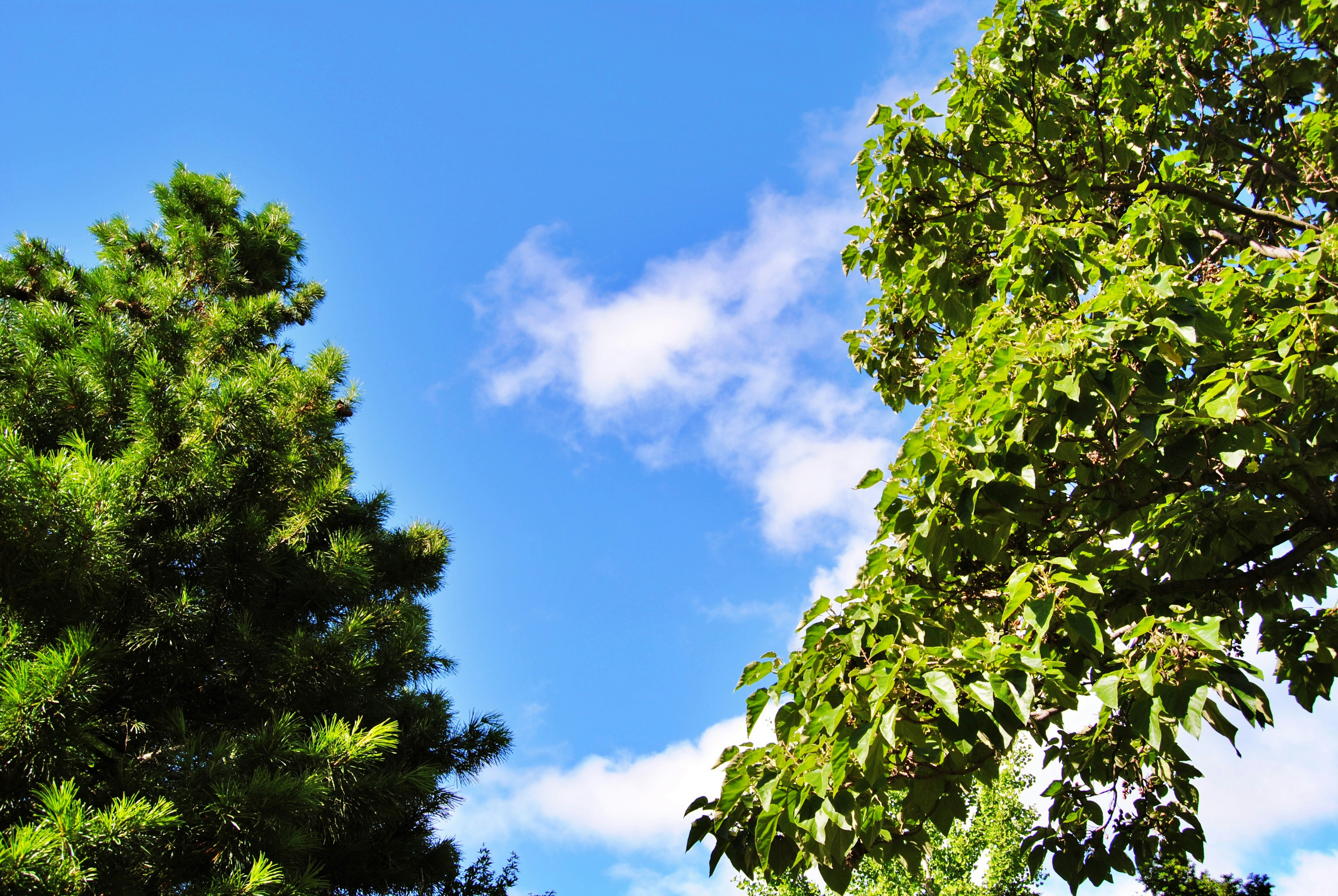 Cielo azul con árboles verdes y nubes blancas