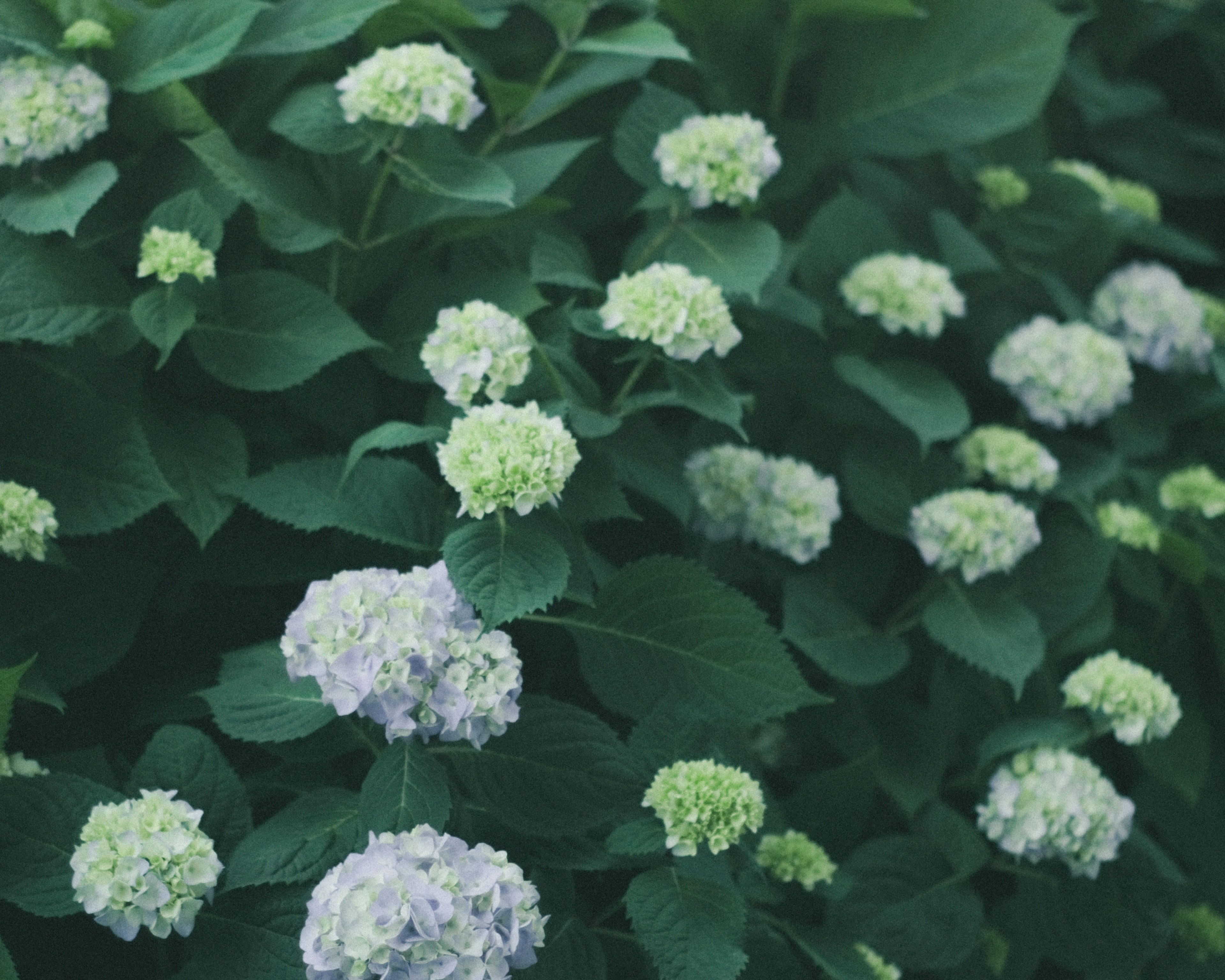 White and green hydrangea flowers surrounded by green leaves