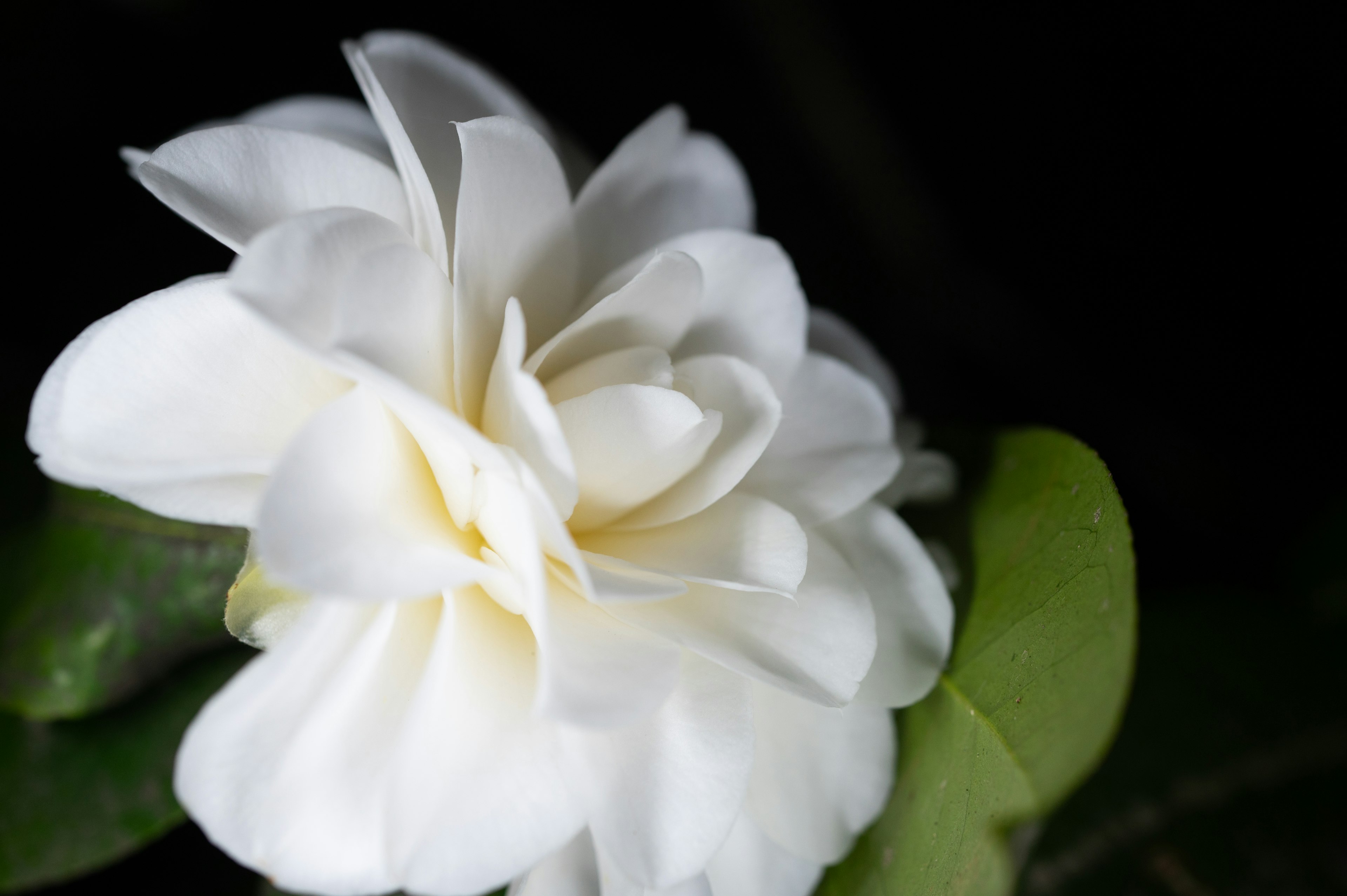 Nahaufnahme einer weißen Blume mit zarten Blütenblättern und grünen Blättern