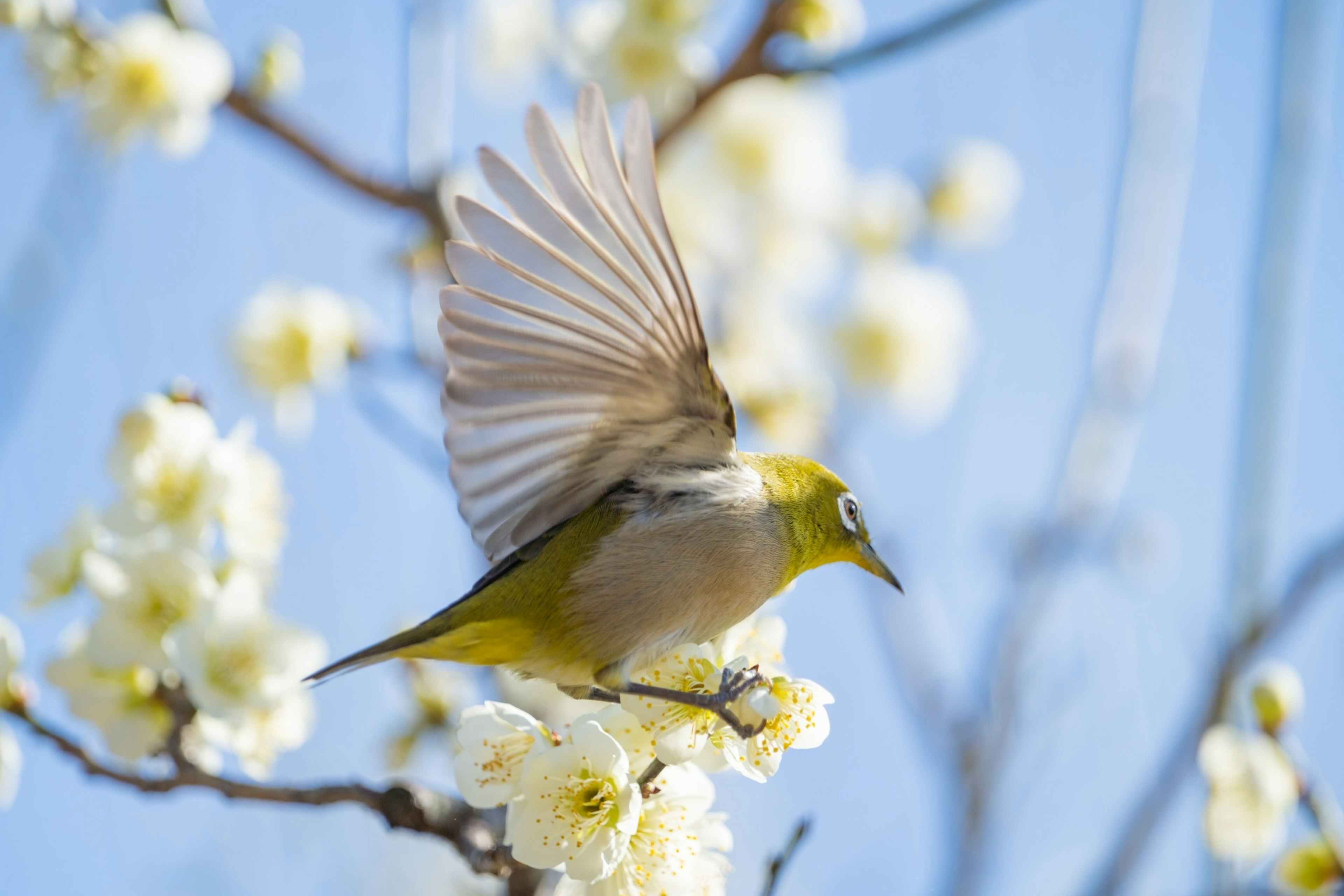 A small bird spreading its wings while perched on flowers