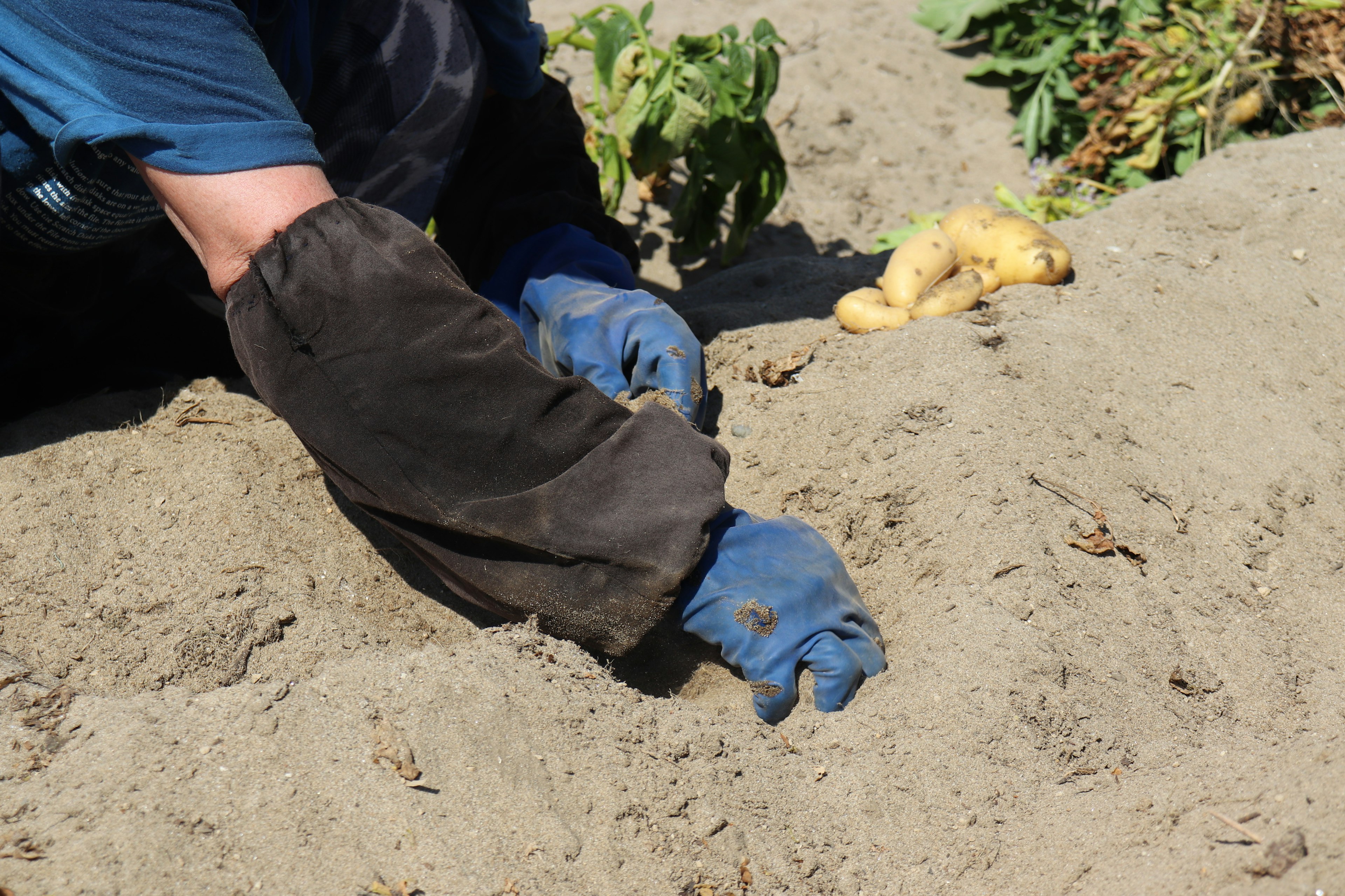 Une main de travailleur creusant des pommes de terre dans le sol